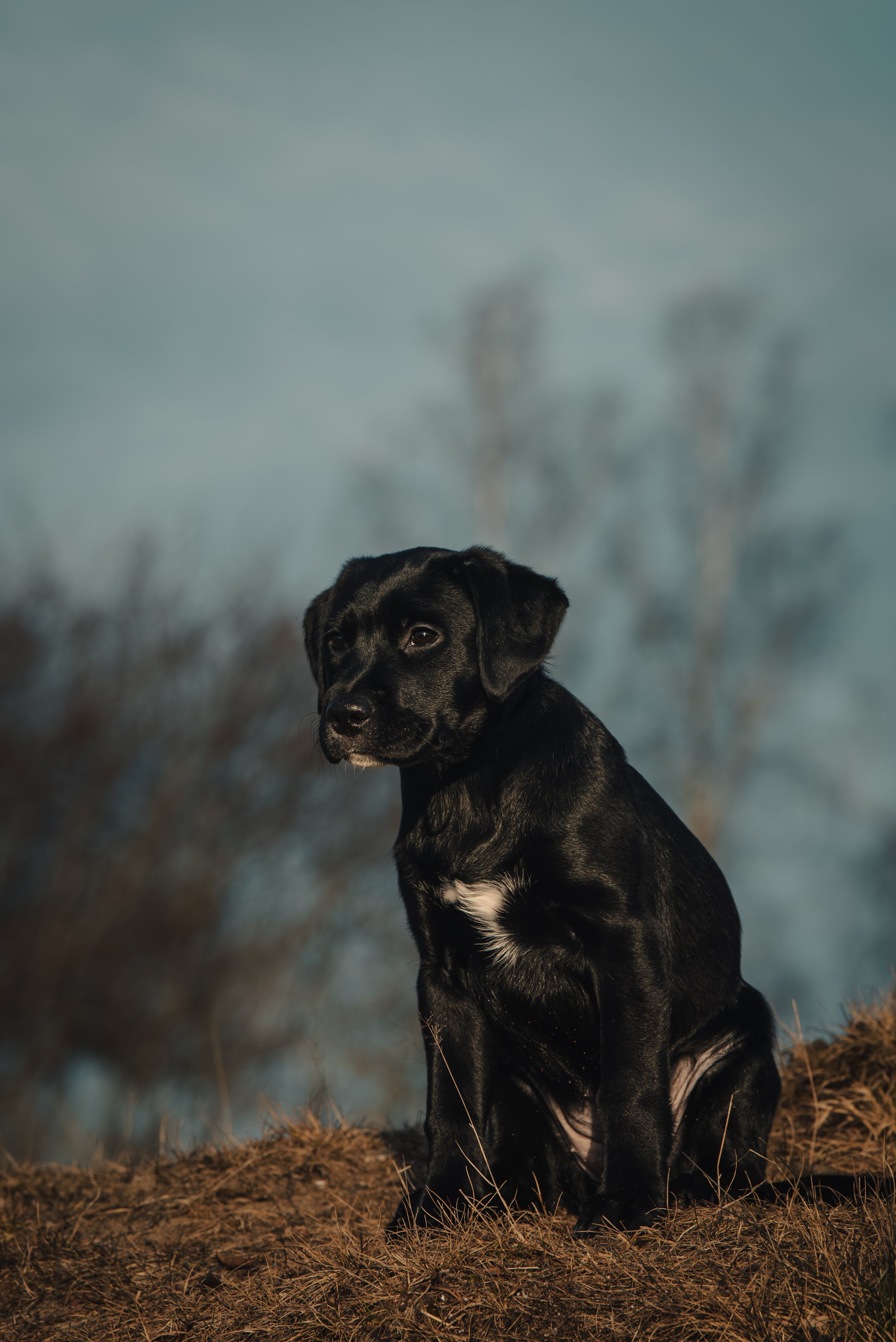En svart hund med vit fläck på bröstet sitter på en gräsbevuxen mark mot en bakgrund av en dimmig himmel och utspridda träd.