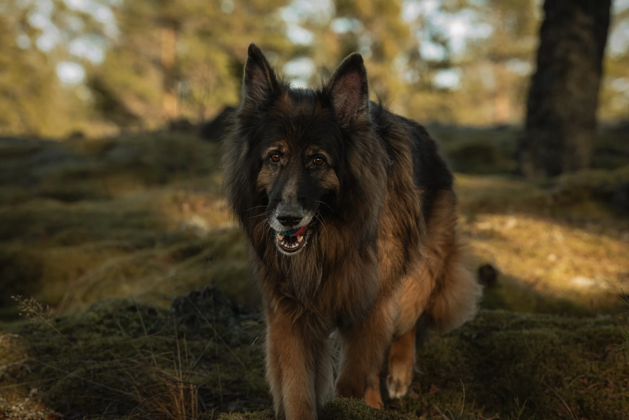 En schäferhund står ute i en skog under höstlövträ. Hundens ansikte är centralt i bilden och den tittar mot kameran.