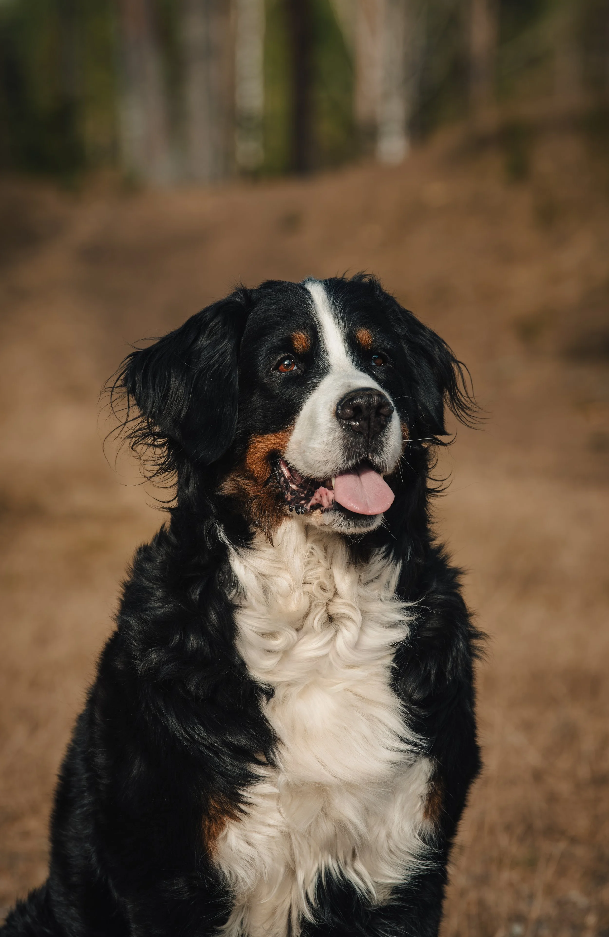 En Australian Shepherd hund med svart, vitt och brunt päls som sitter i en skogsskog, med träd i bakgrunden.