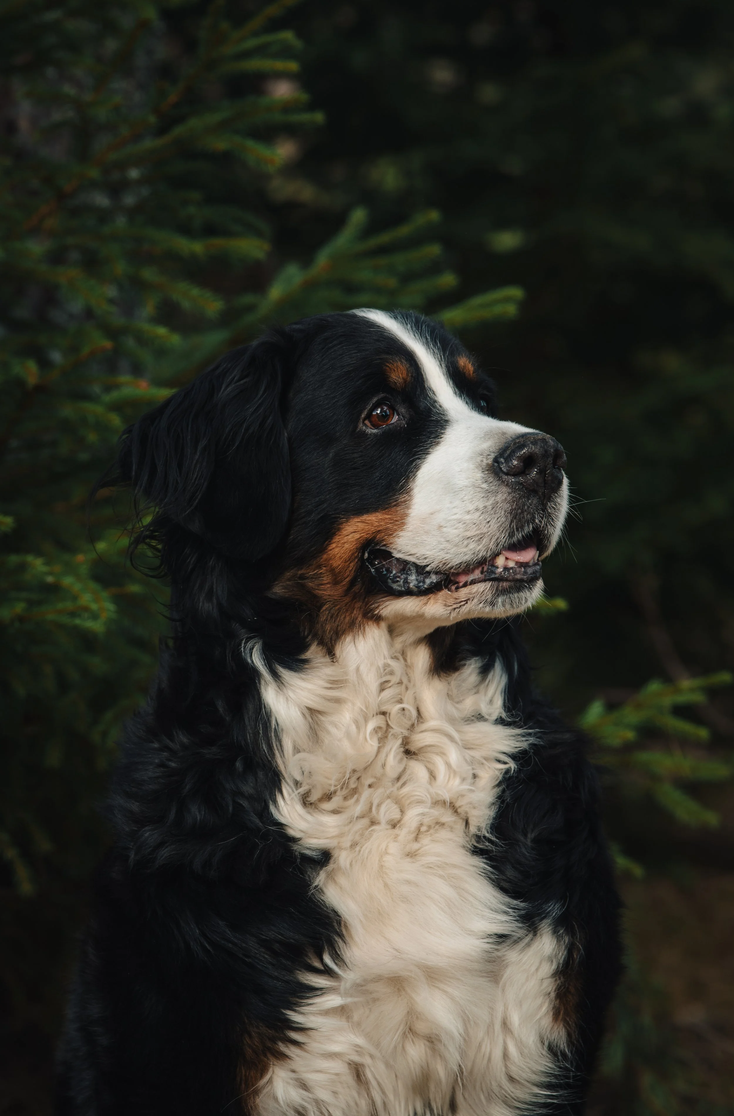 En svart, vit och brun hund, sannolikt en Bernese bergschiör, sitter utomhus framför gröna träd i skymning.