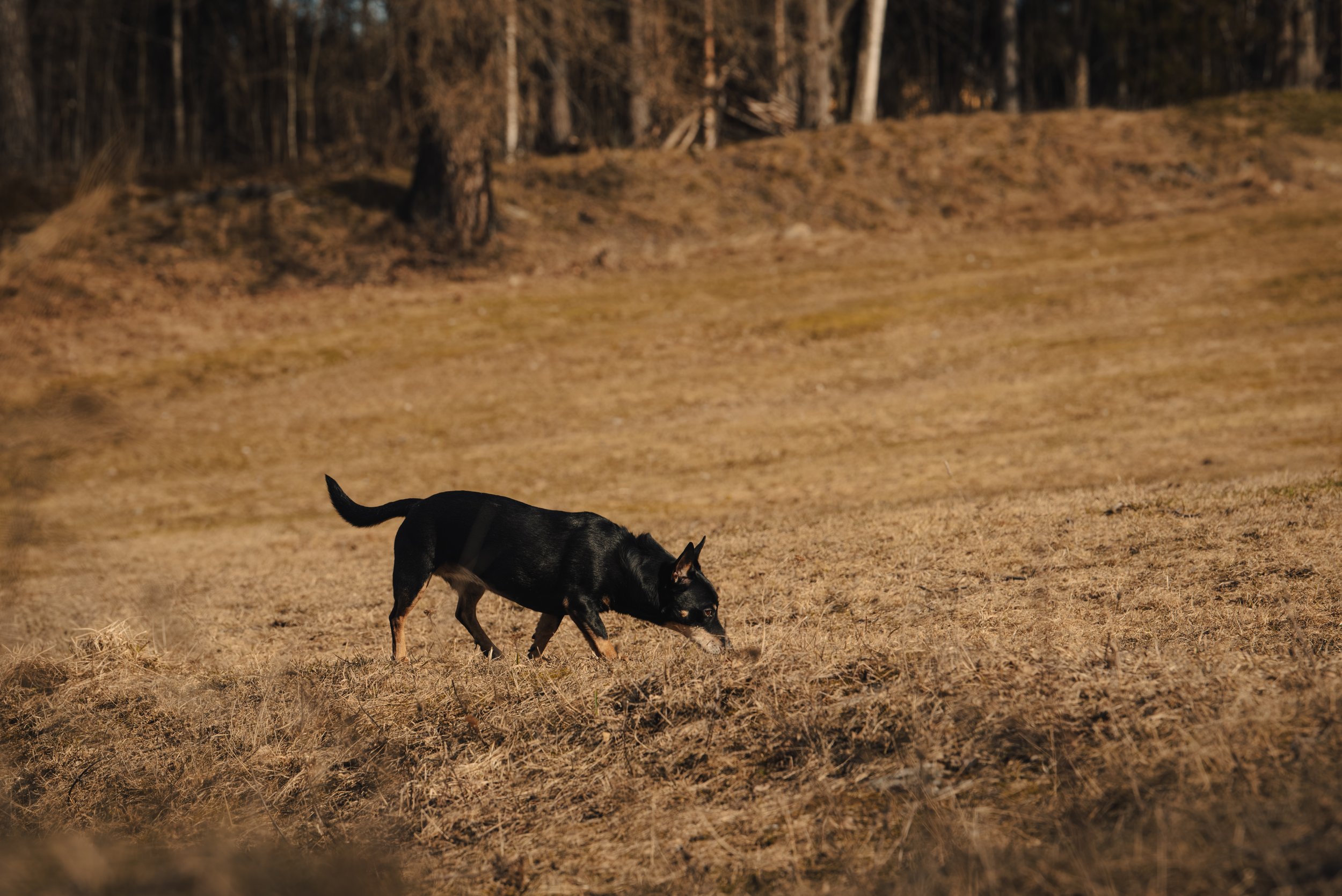 En svart hund som springer på en öppen äng, med träd i bakgrunden.