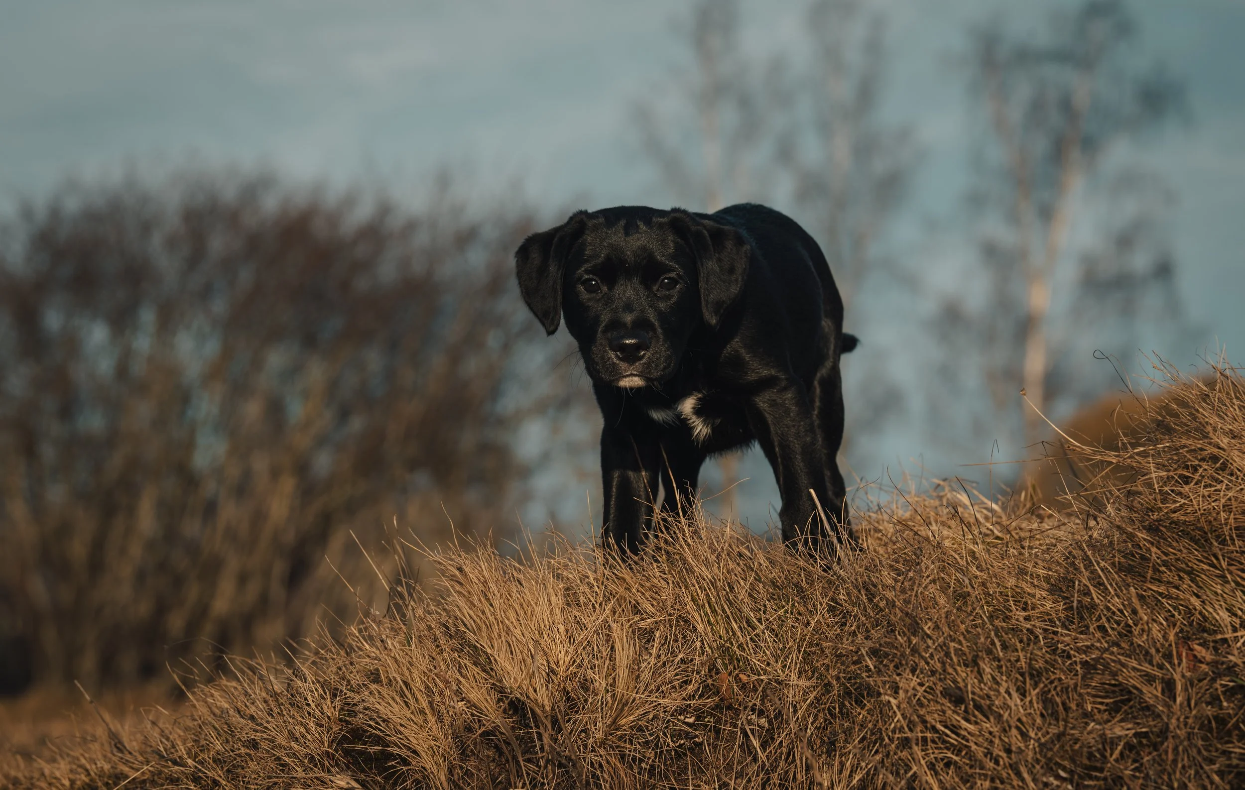En svart hund som går i ett fält med torra, bruna grässtrån. Bakgrunden är suddig med några träd och en lätt dimma.