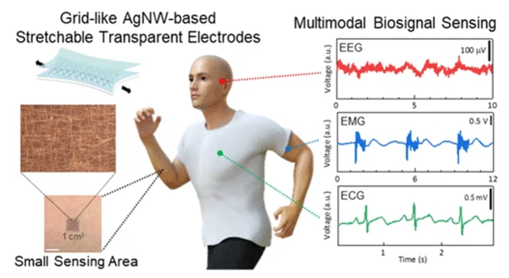 Silver Nanowire-Based Stretchable Transparent Electrodes for Precise Biosignal Sensing from Small Skin Areas