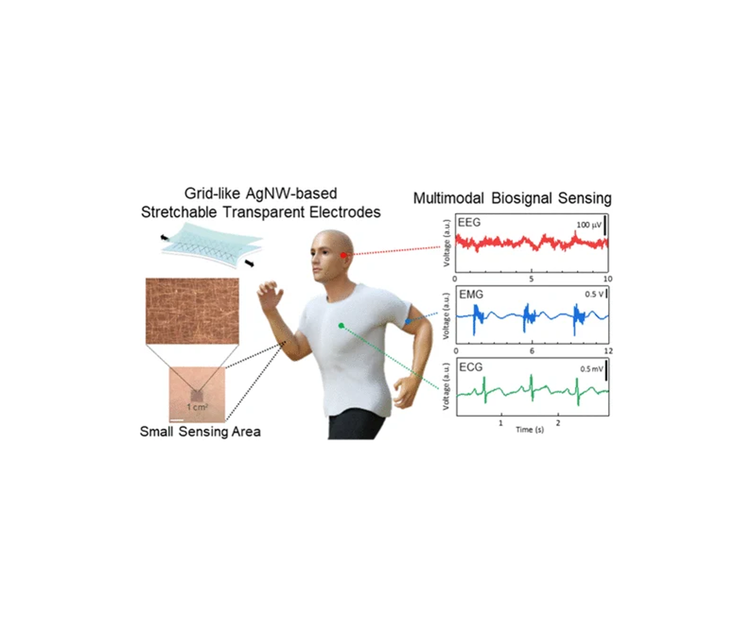 Silver Nanowire-Based Stretchable Transparent Electrodes for Precise Biosignal Sensing from Small Skin Areas