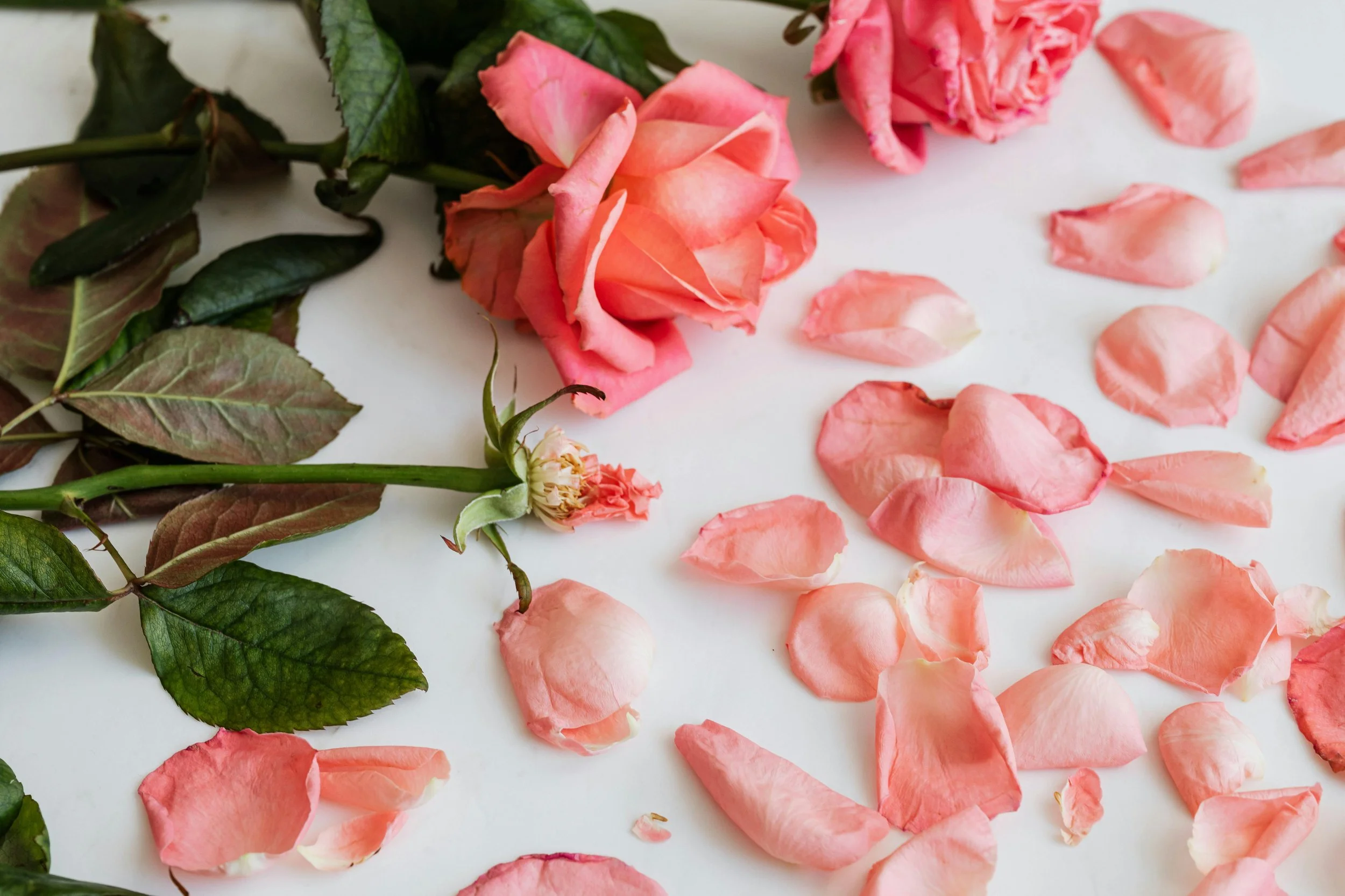 A pink rose with green leaves and numerous scattered pink rose petals on a white background.