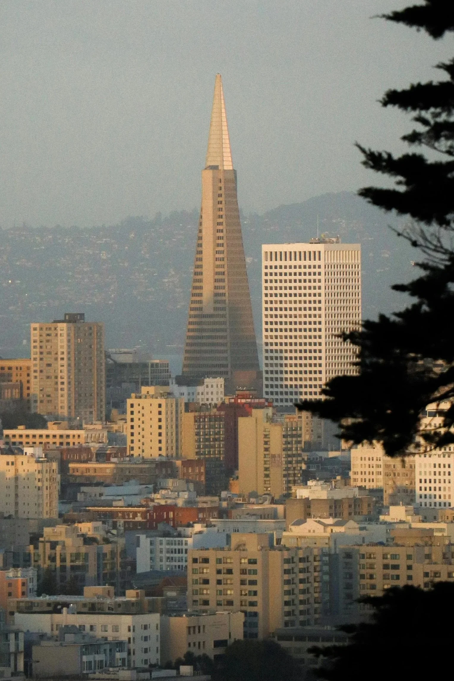 A cityscape featuring San Francisco's skyline with the Transamerica Pyramid and other high-rise buildings, framed by tree branches on the right side.