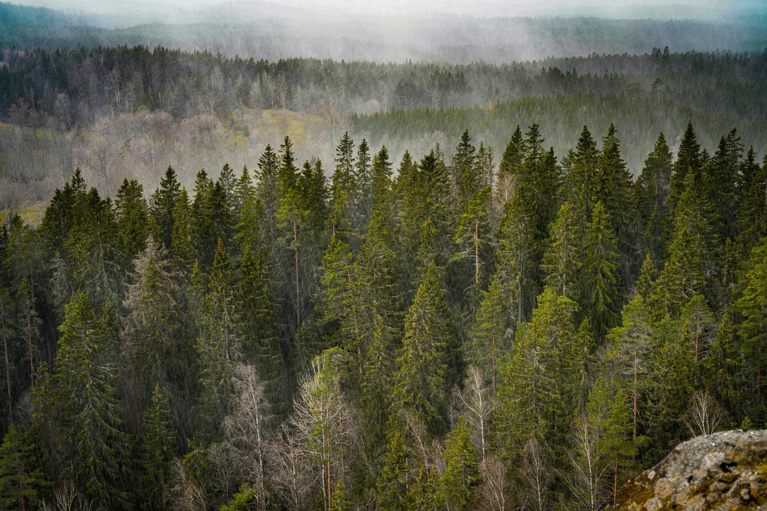 A dense forest of evergreen trees with fog or mist in the background on a cloudy day.