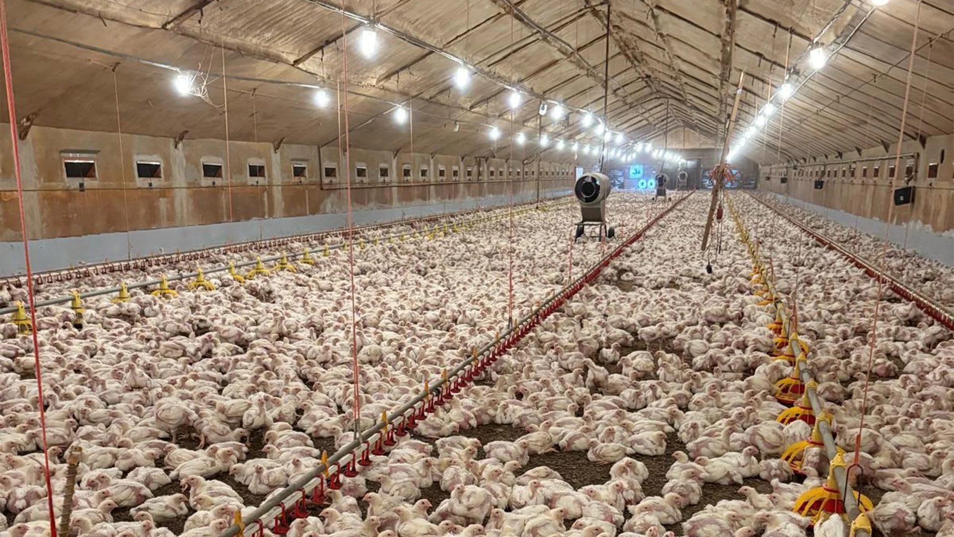 Hygienic Poultry house flooring