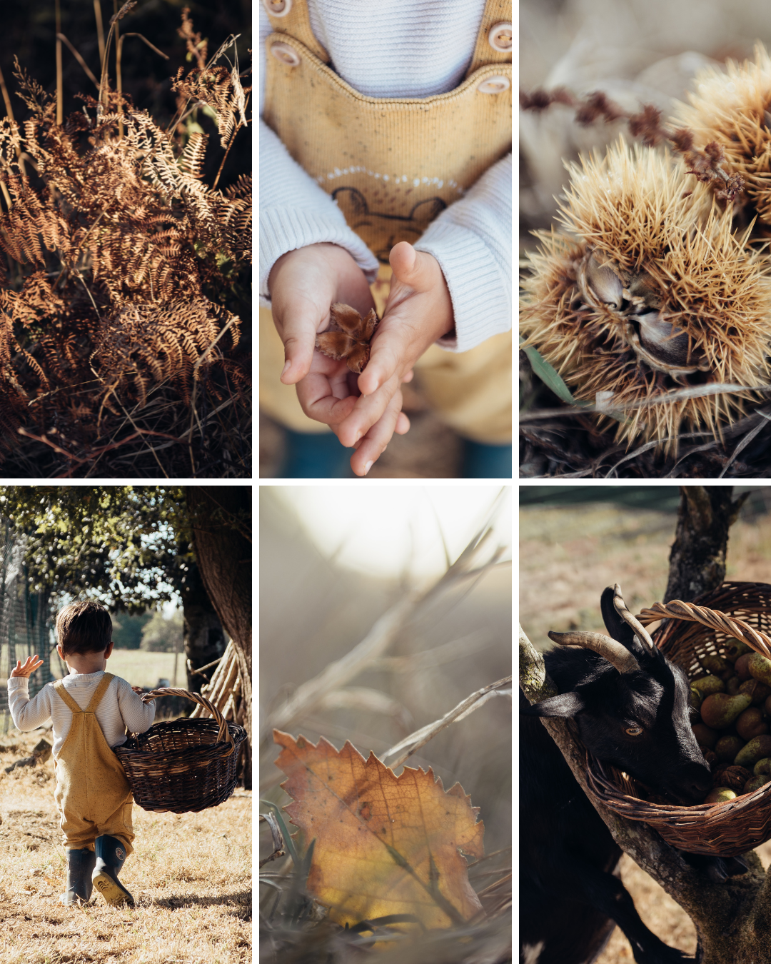Collection de six photos représentant la nature et des activités en plein air estivales, incluant des feuilles, un enfant avec un panier, un chien, des fruits et un arbre.