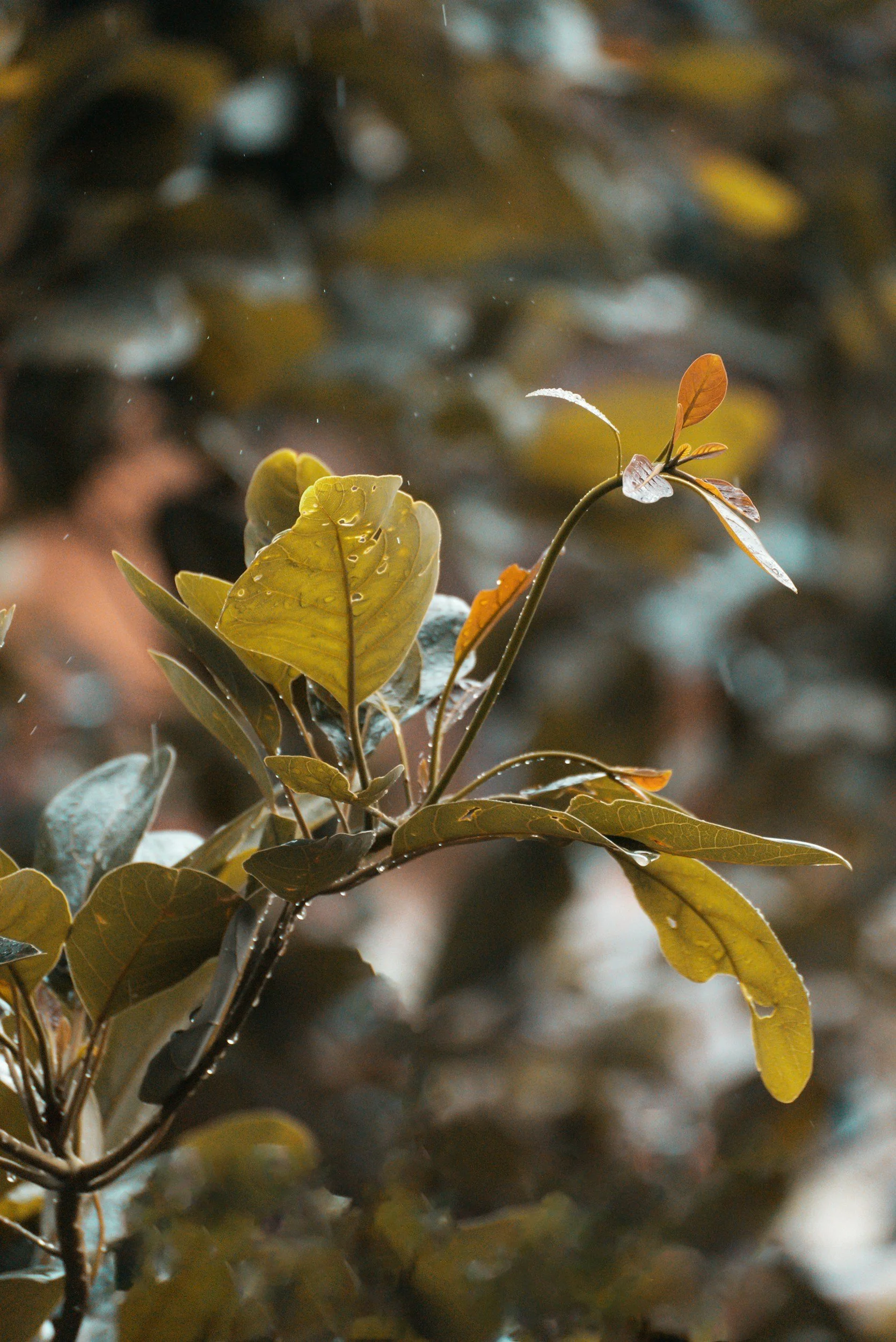 Close-up of a small branch with wet green and brown leaves, with a blurred background of more leaves and a person.