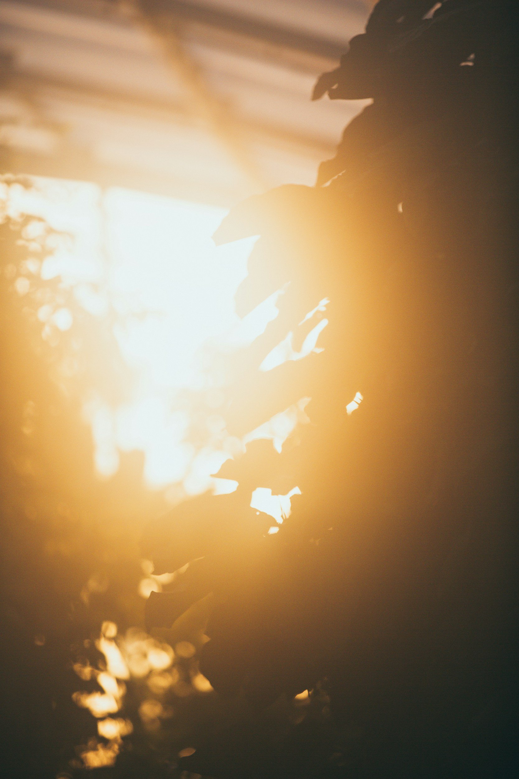 Silhouette of a person watering plants during sunset or sunrise with warm sunlight creating a golden glow.