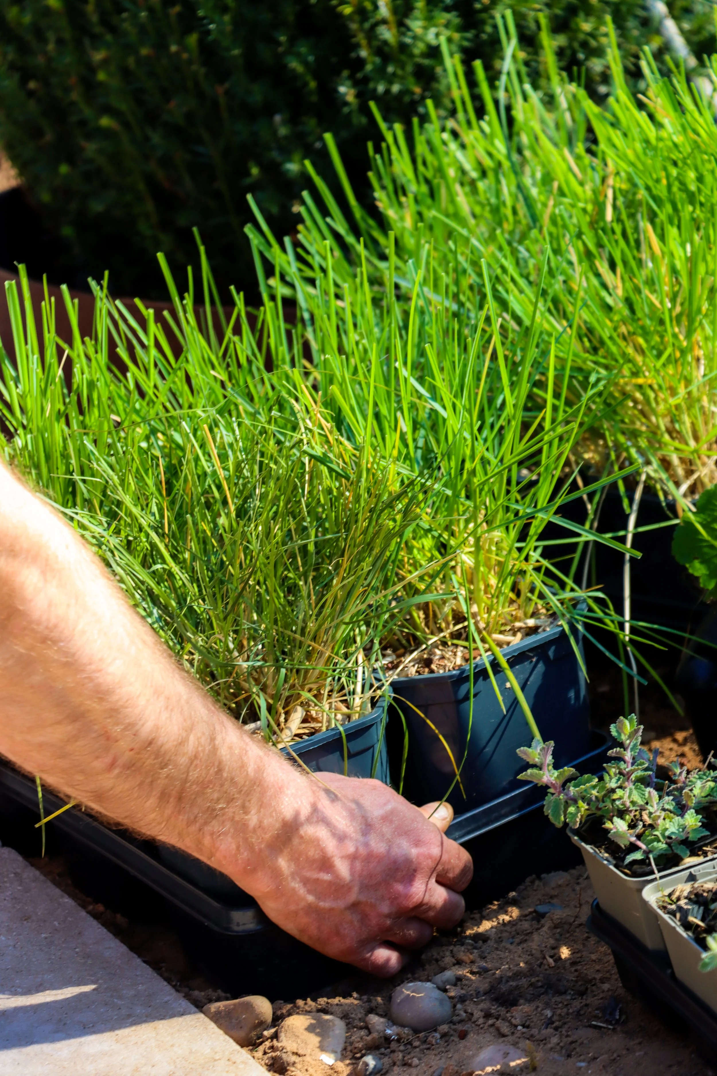 ThePlantingTeam_GorranShoot-2.jpg