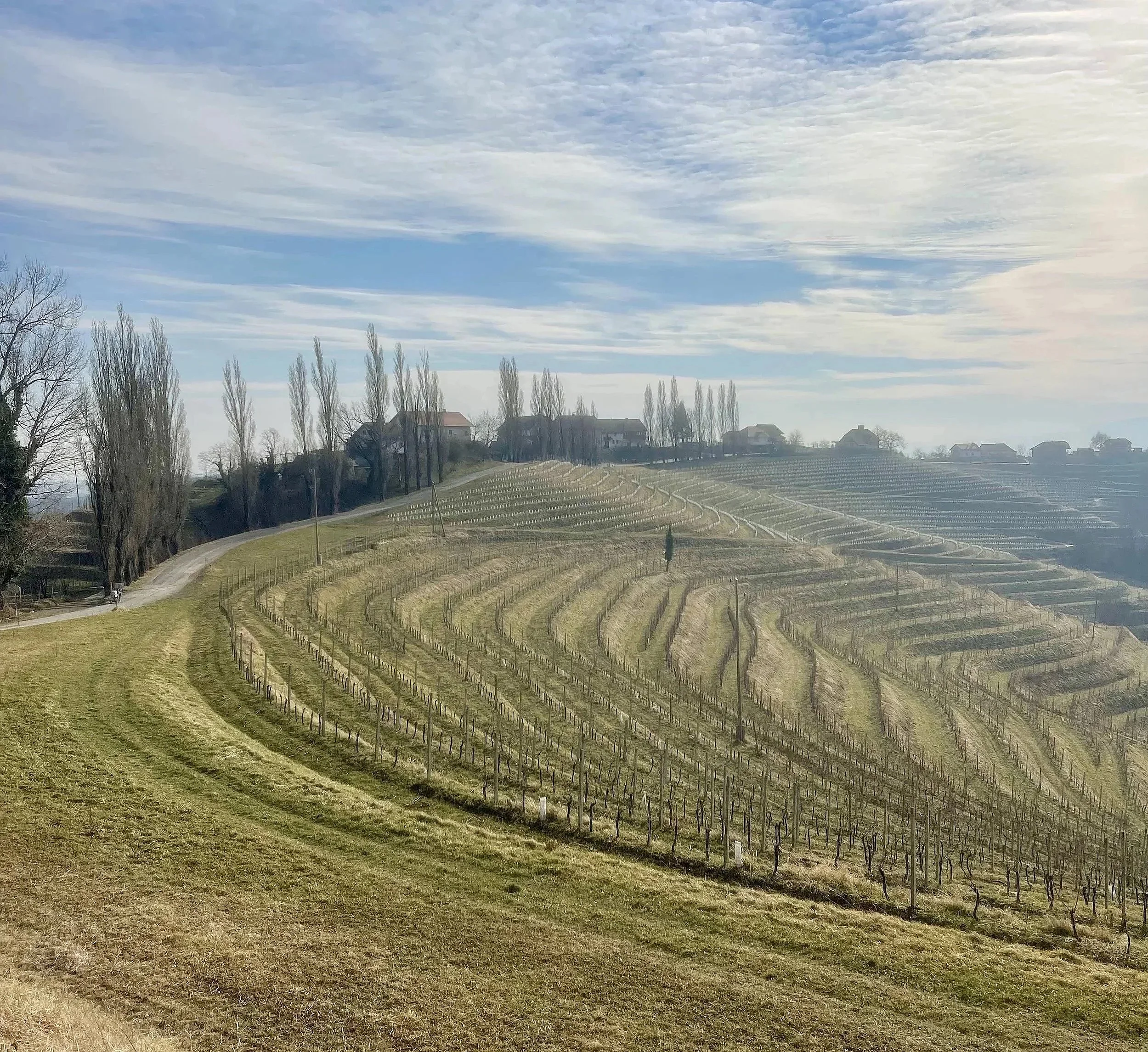   Hills in Jeruzalem, Slovenia. 2024  