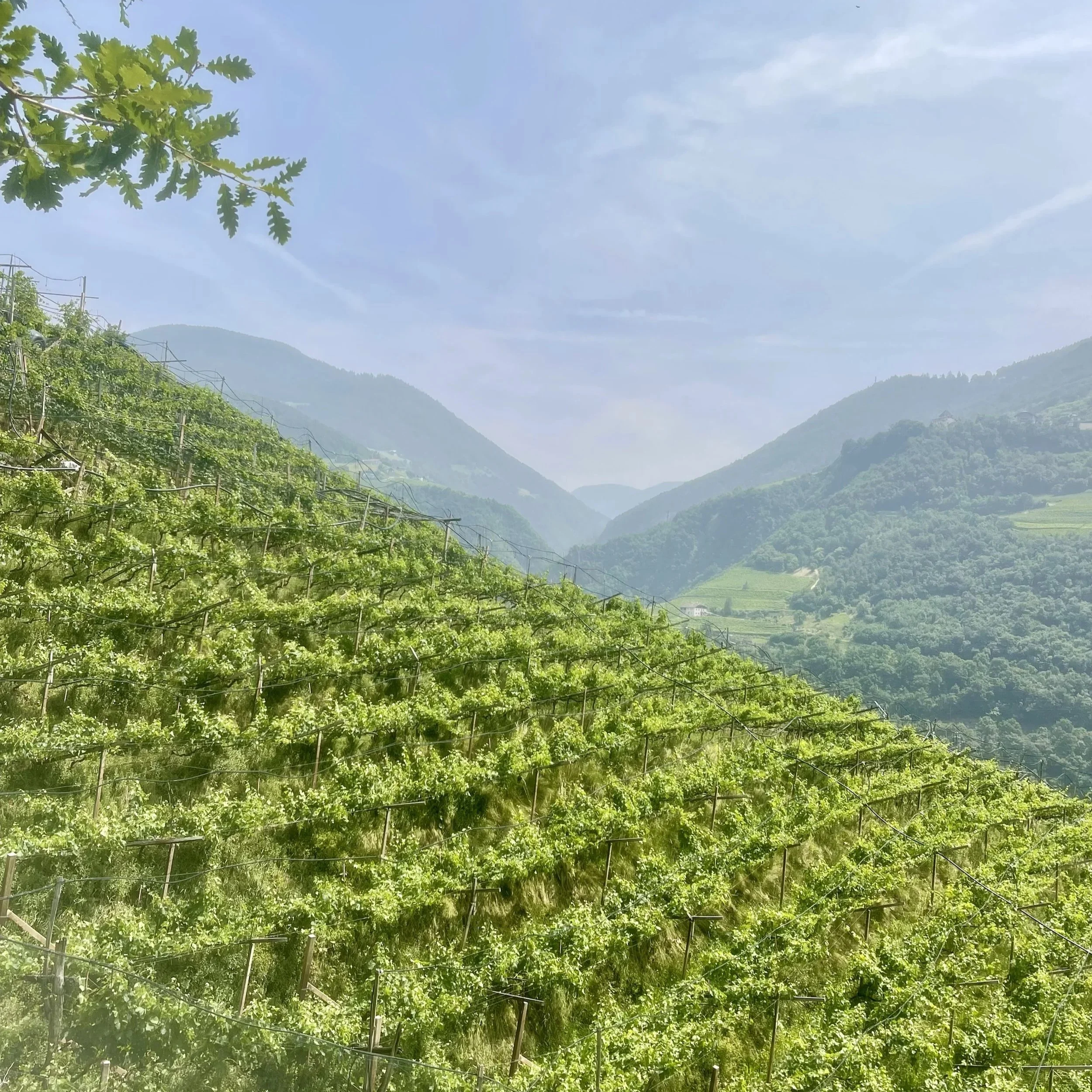 Why I hate rosé (and why you shouldn’t)