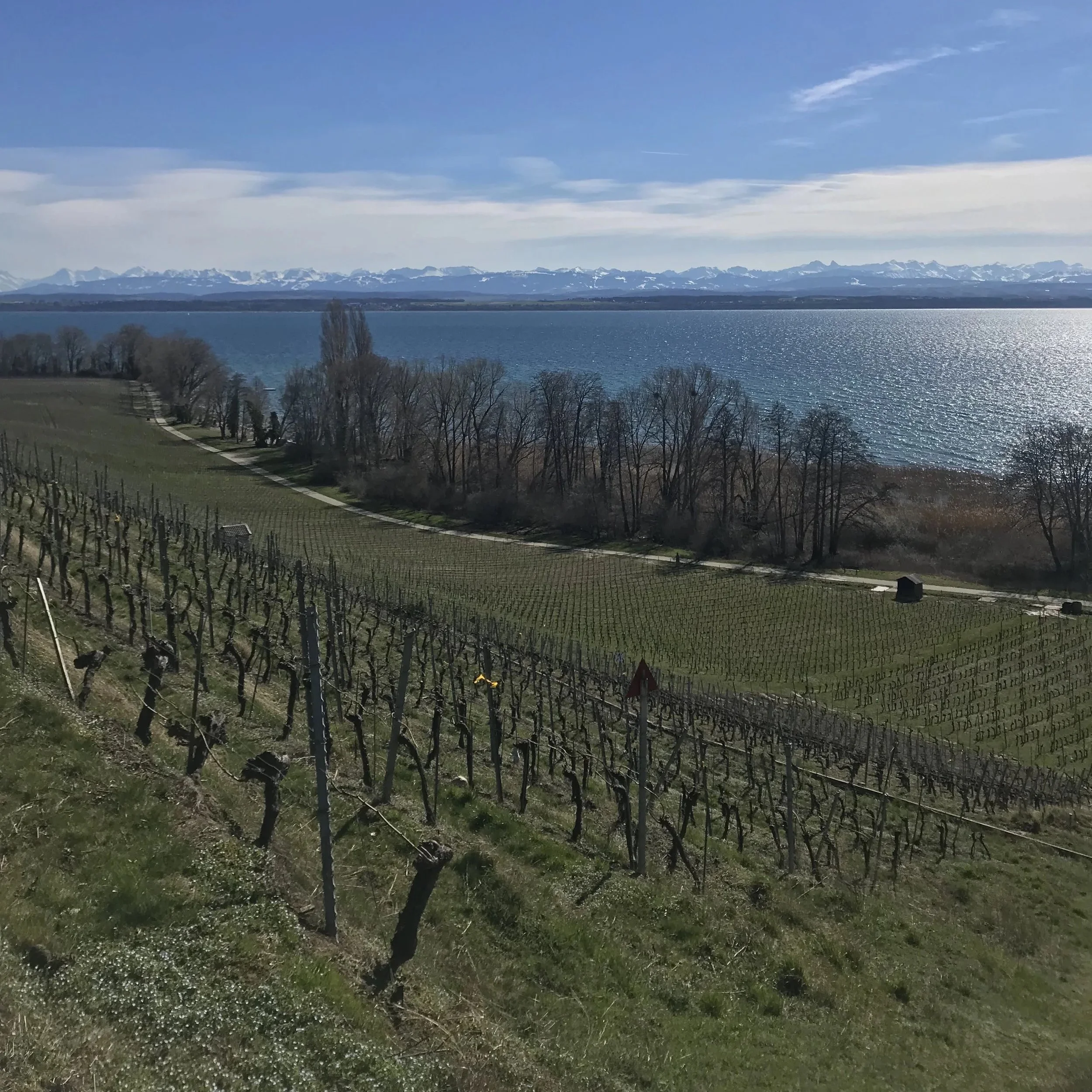 You should drink more Pinot Noir from Neuchâtel