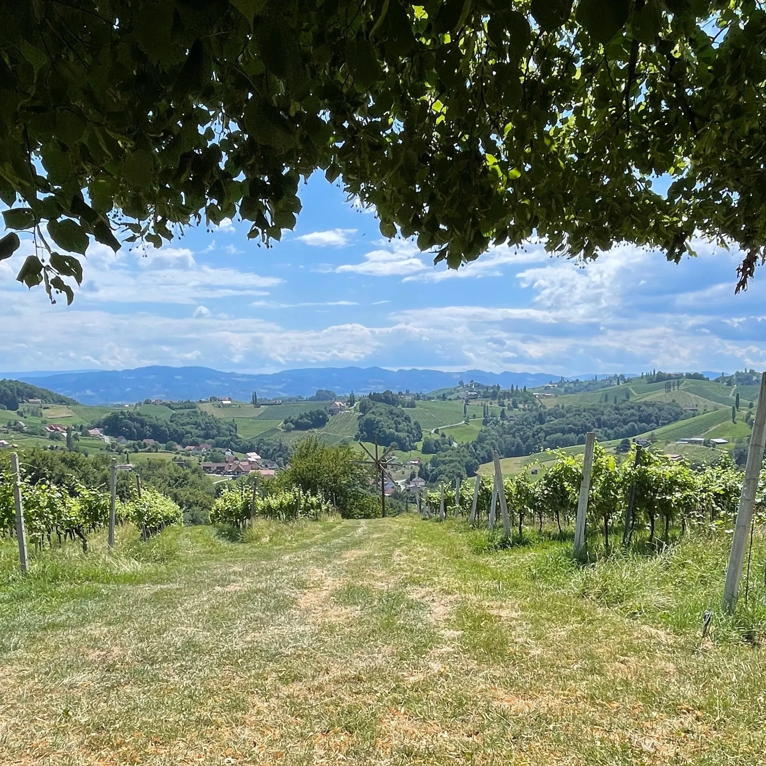 Südsteiermark: The Winemakers 