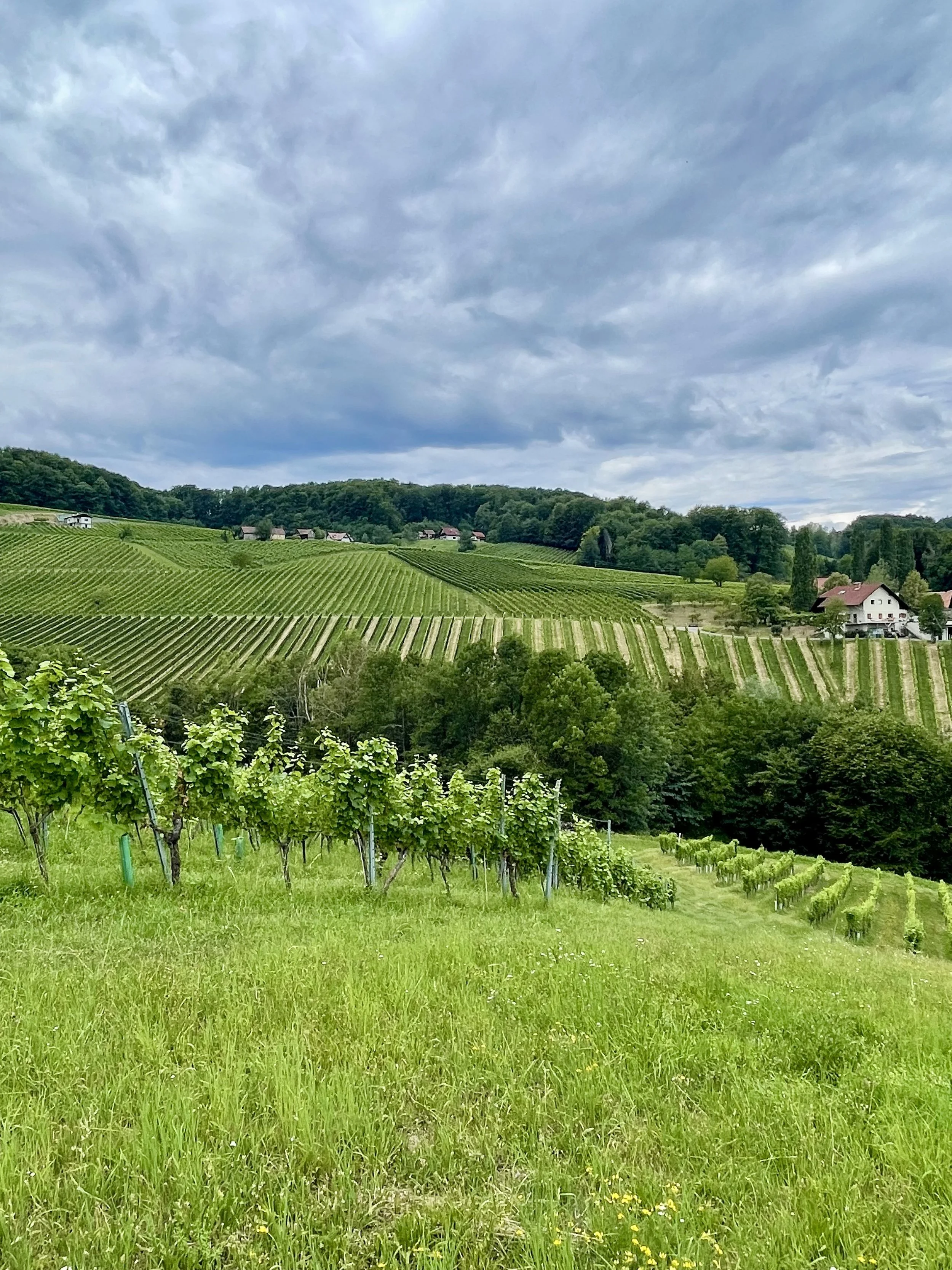 Südsteiermark: Buschenschank? 