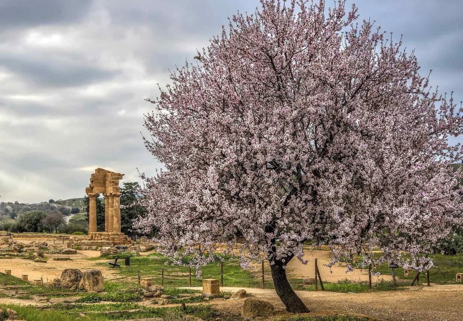 Un albero in fiore rosa con resti di antiche colonne romane sullo sfondo, sotto un cielo nuvoloso.