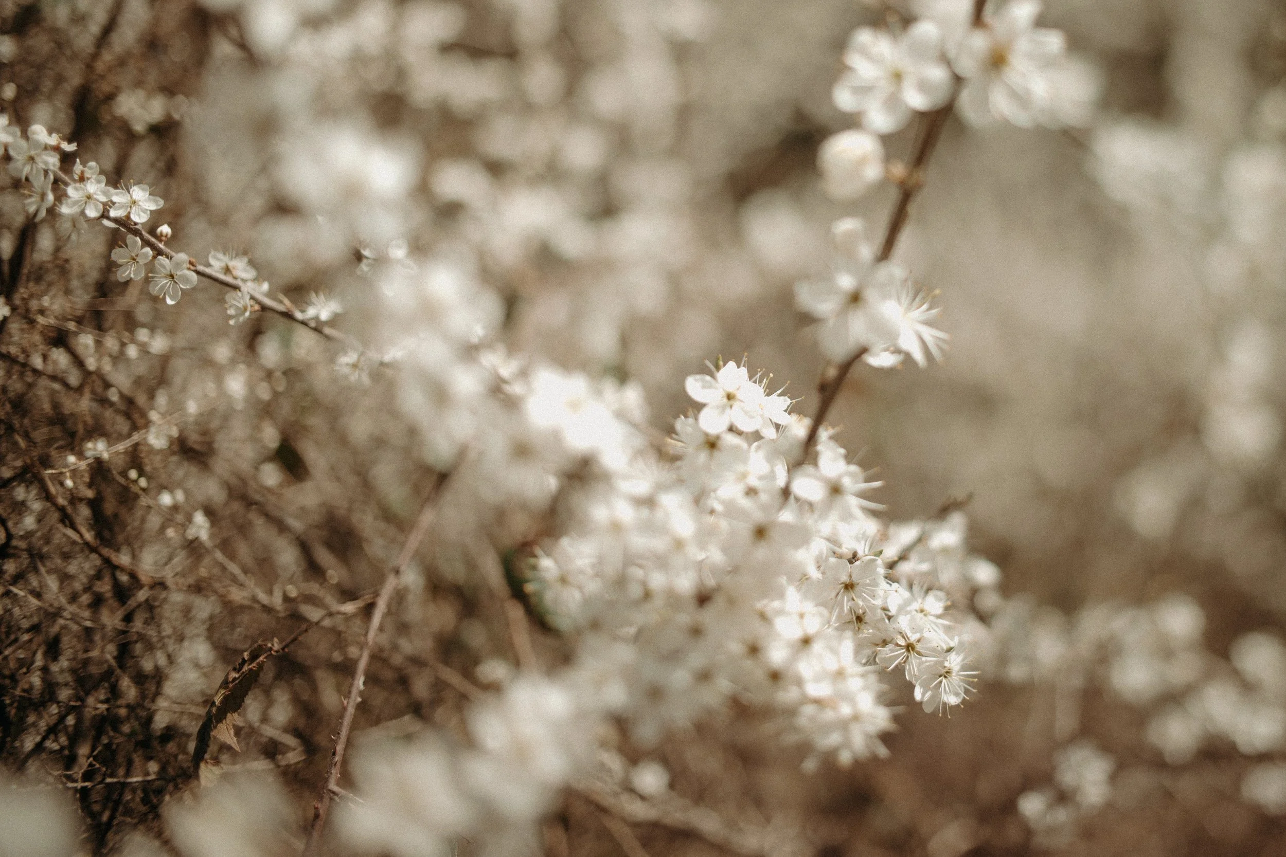 Fleurs blanches délicates sur une branche, avec un fond flou de fleurs similaires.