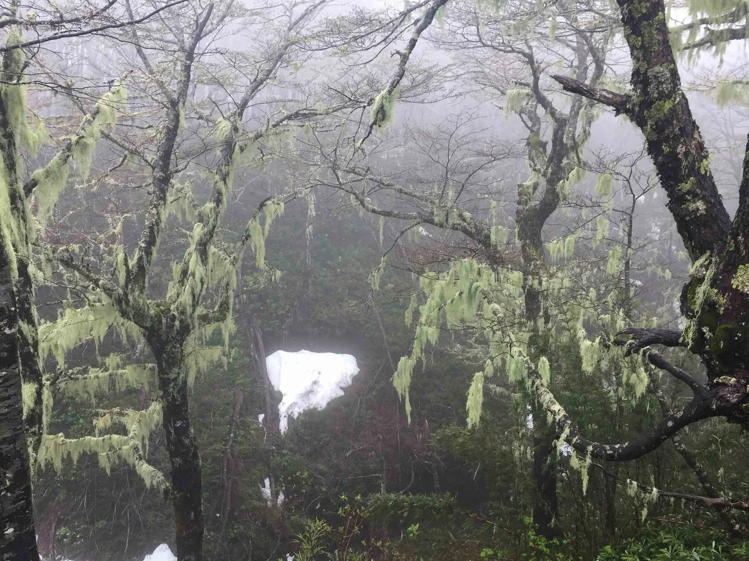 Patagonia Forest