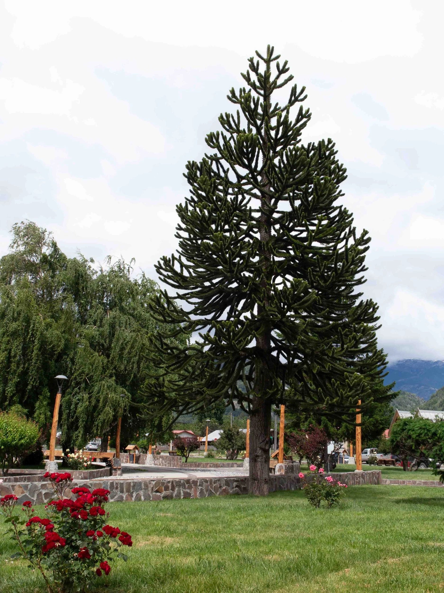 Monkey-Puzzle-Tree.jpg