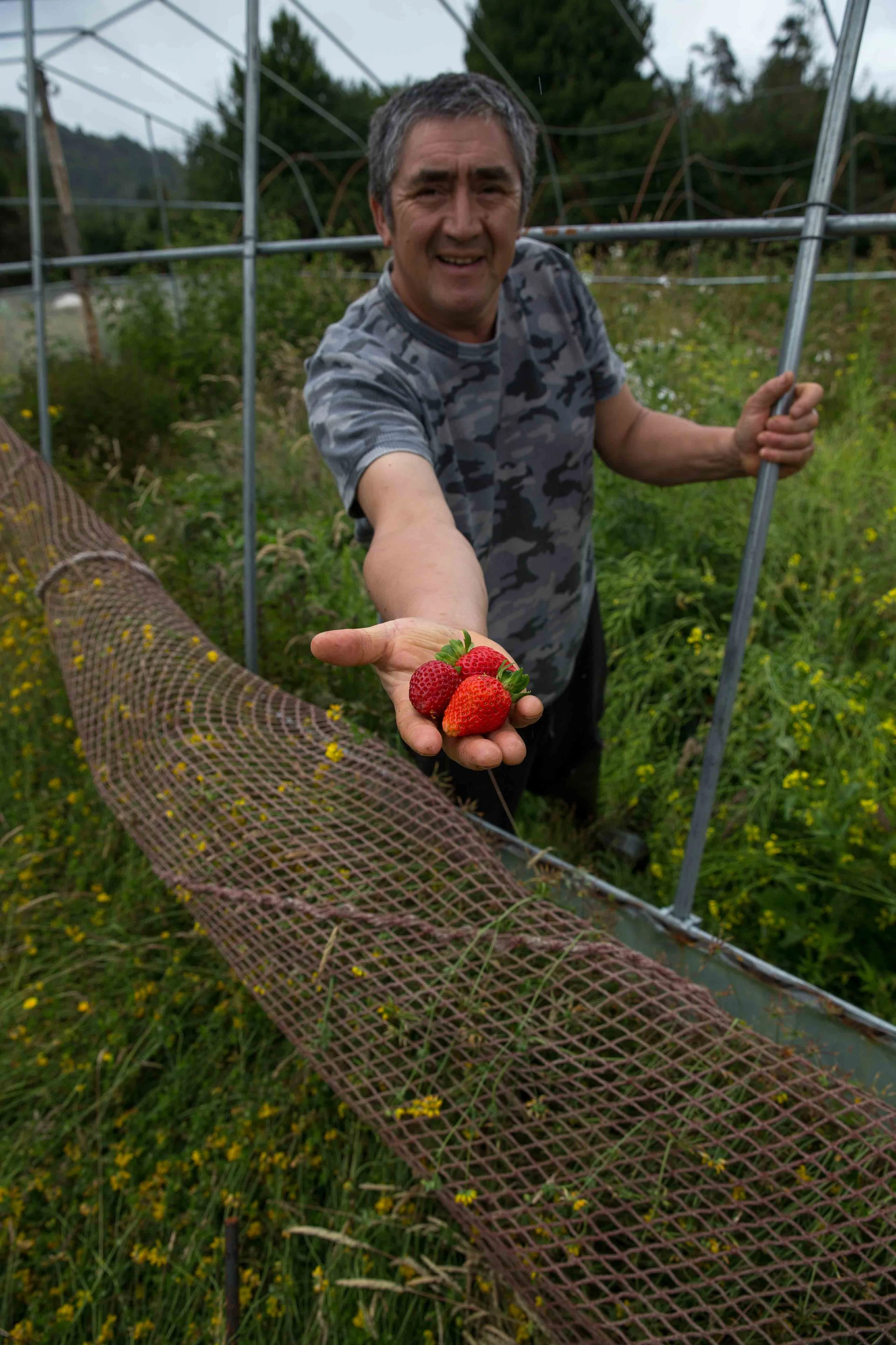 Fruits-of-Patagonia.jpg