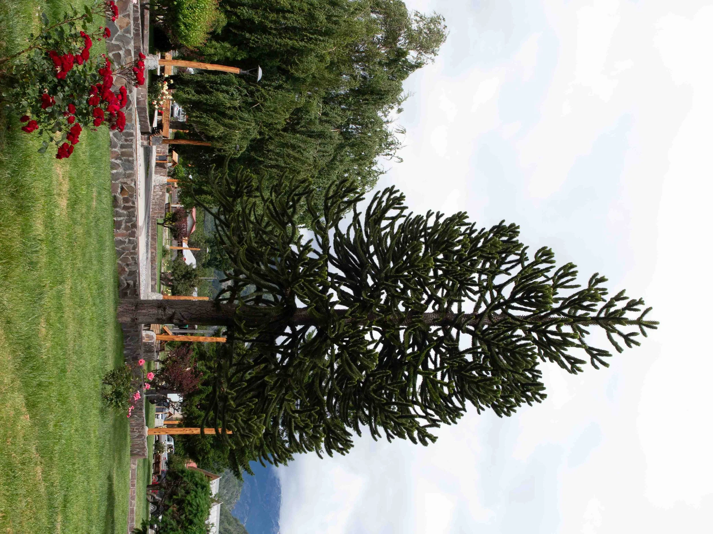 Monkey-Puzzle-Tree.jpg