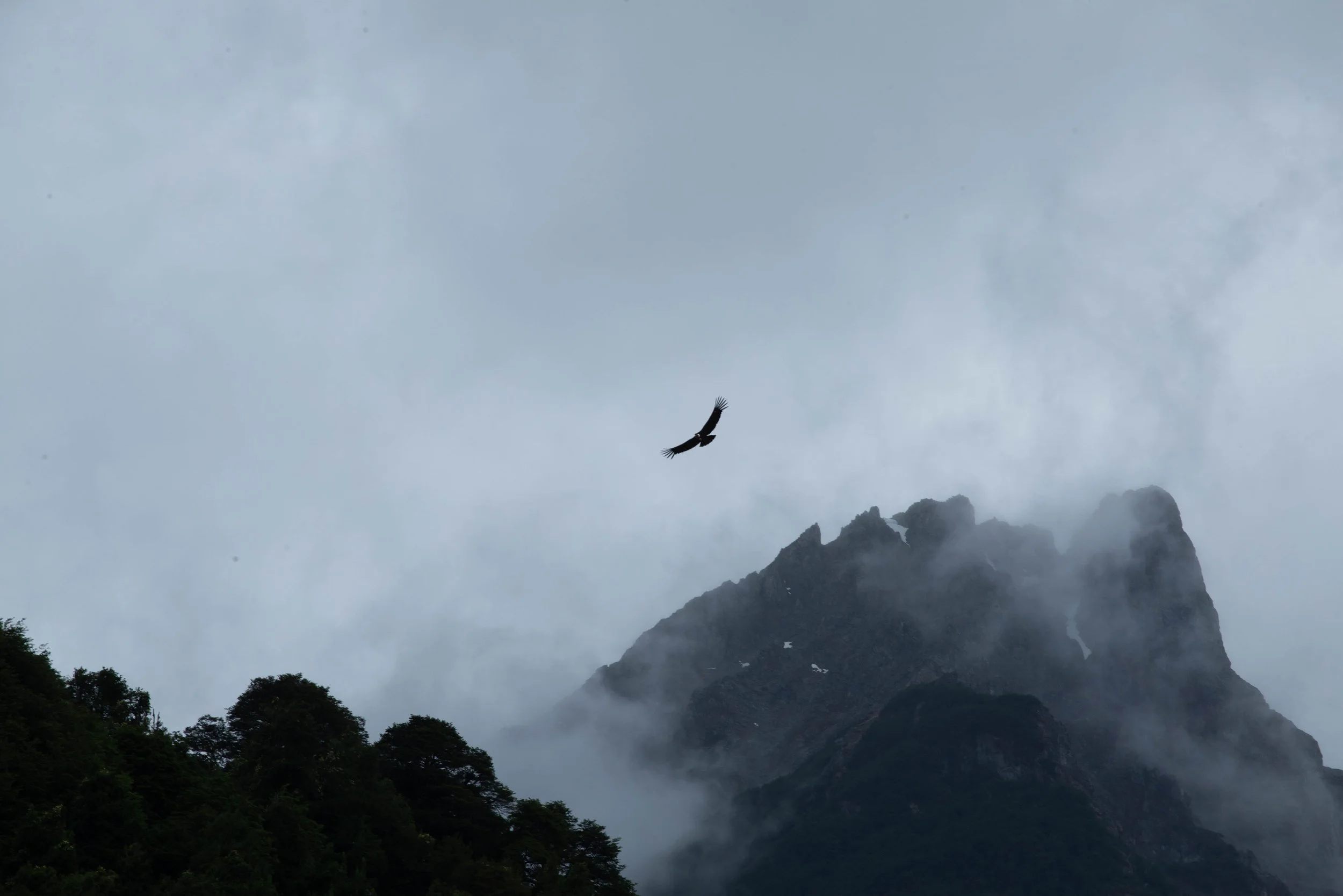 Condor-Patagonia.jpg