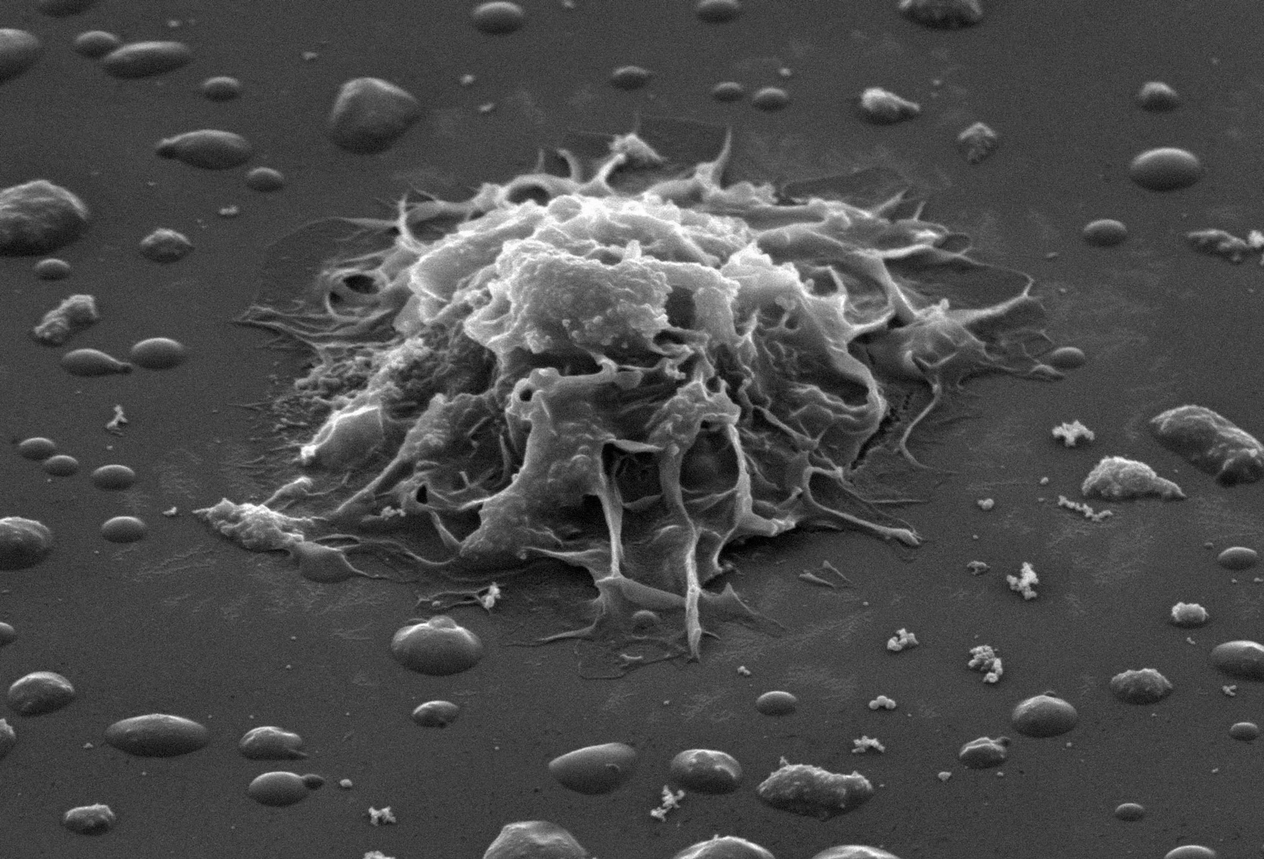 SIRI EKKER SVENDSEN, NICOLAI HOWALT, EMANUEL CEDERQVIST &amp; ORI GERSHT