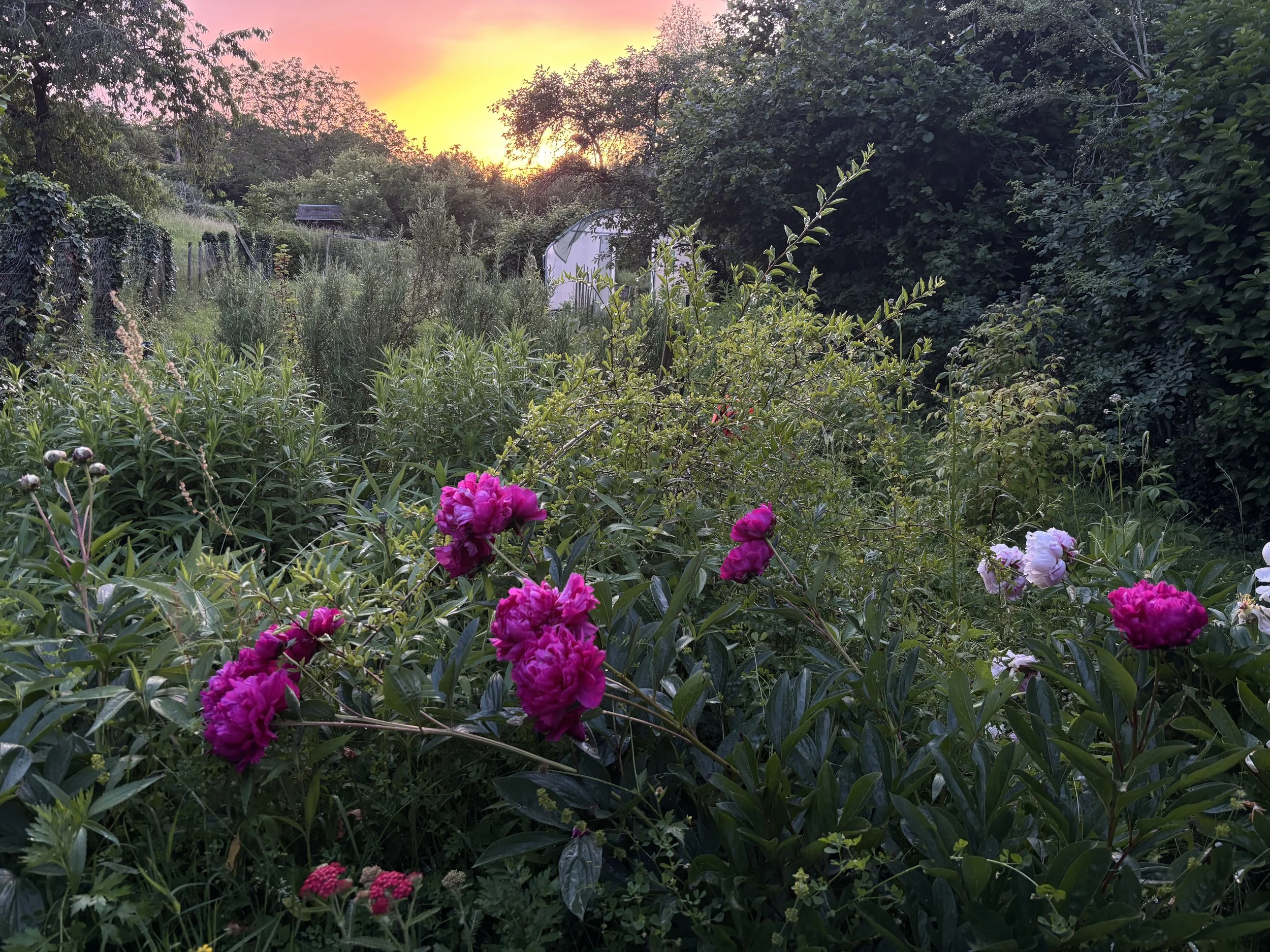 IMG_0269.jpeg