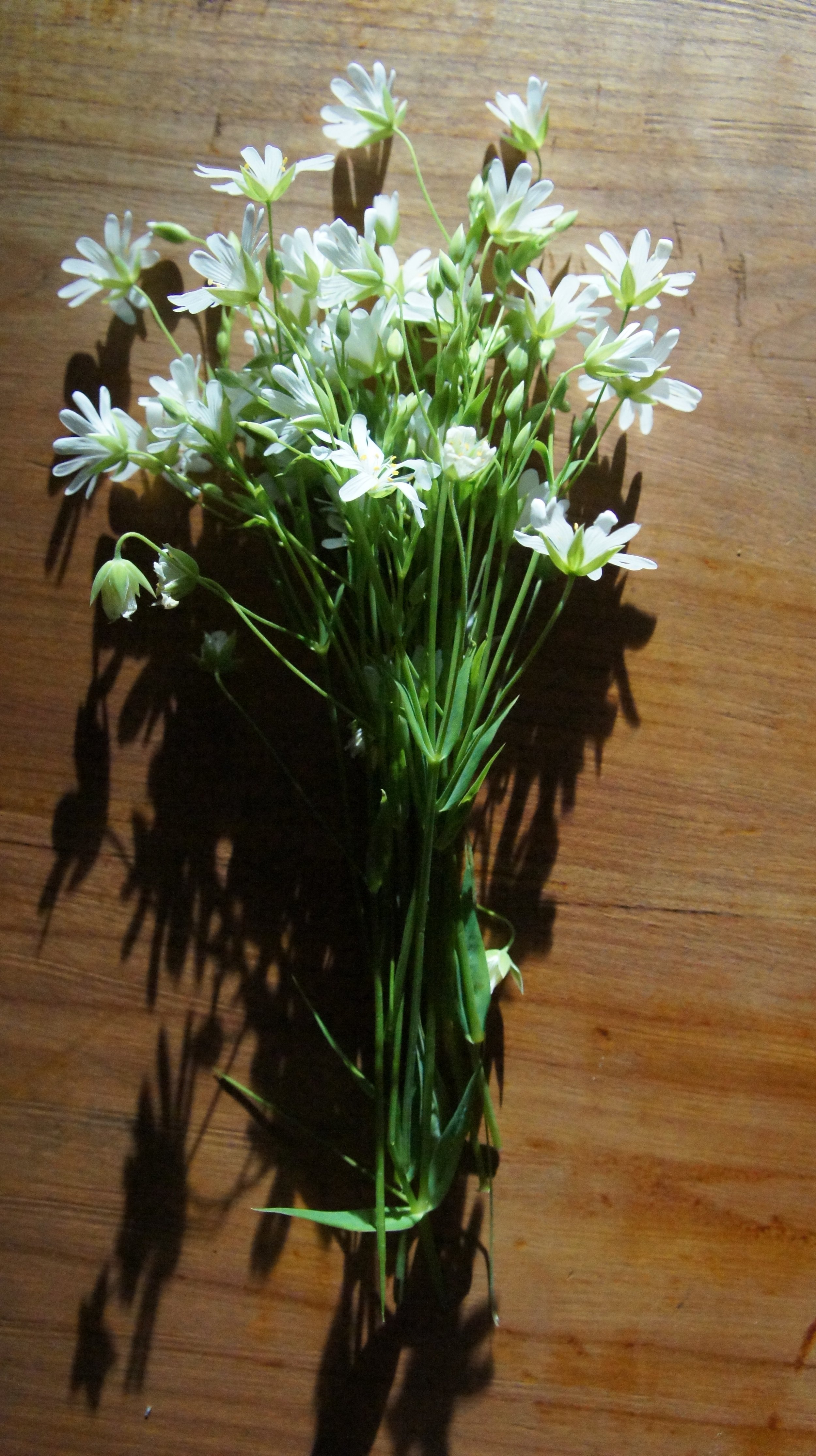 DSC06482.JPG