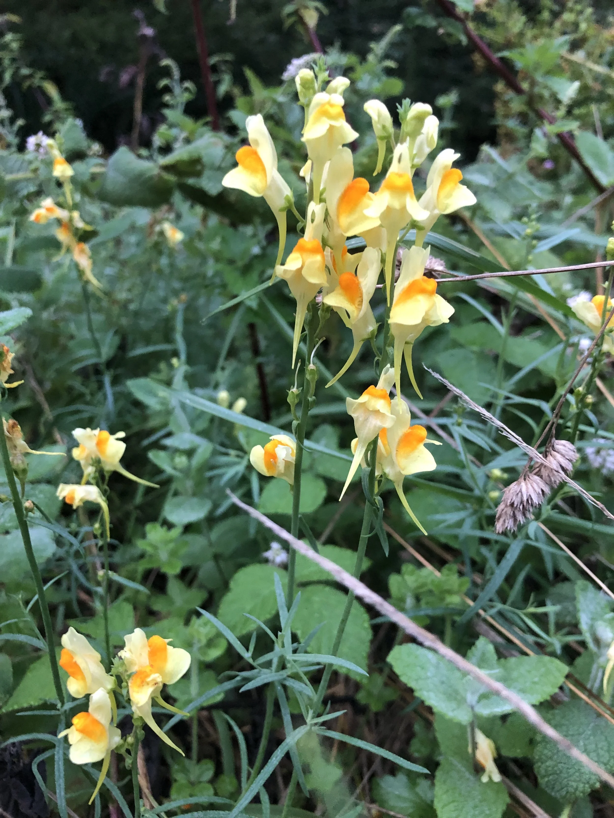 IMG_6899.jpeg