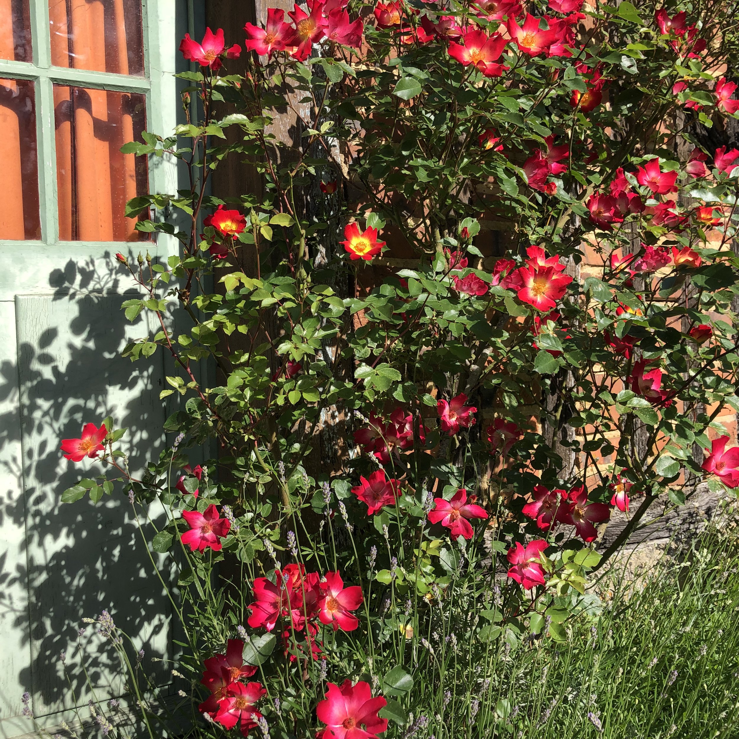 IMG_6602.jpeg