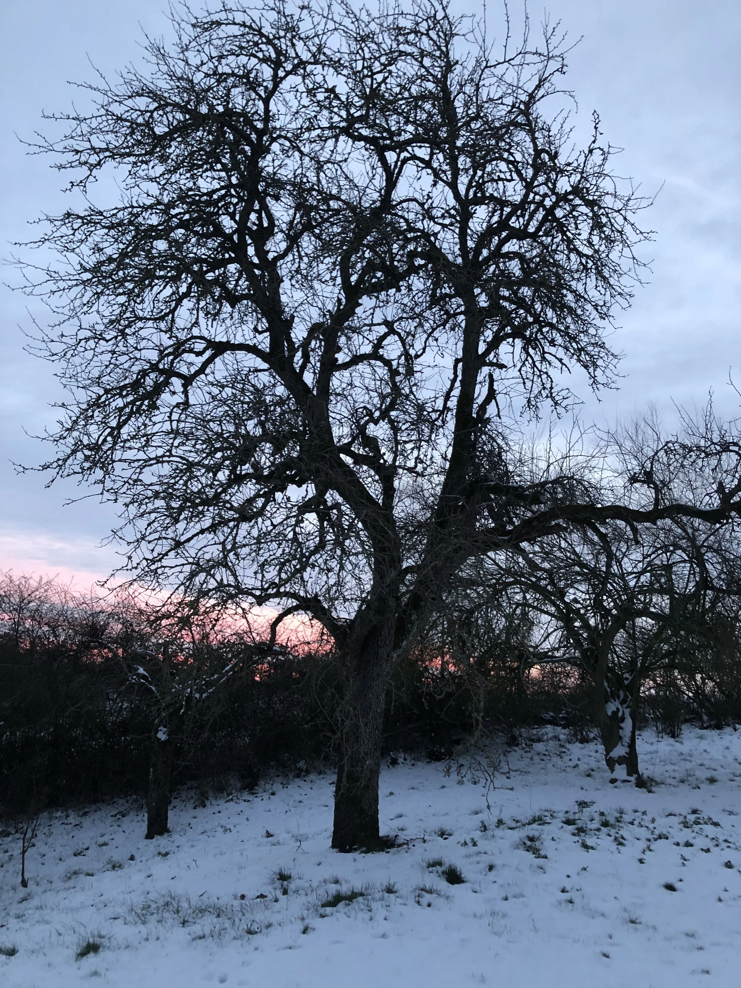 IMG_2410.jpeg