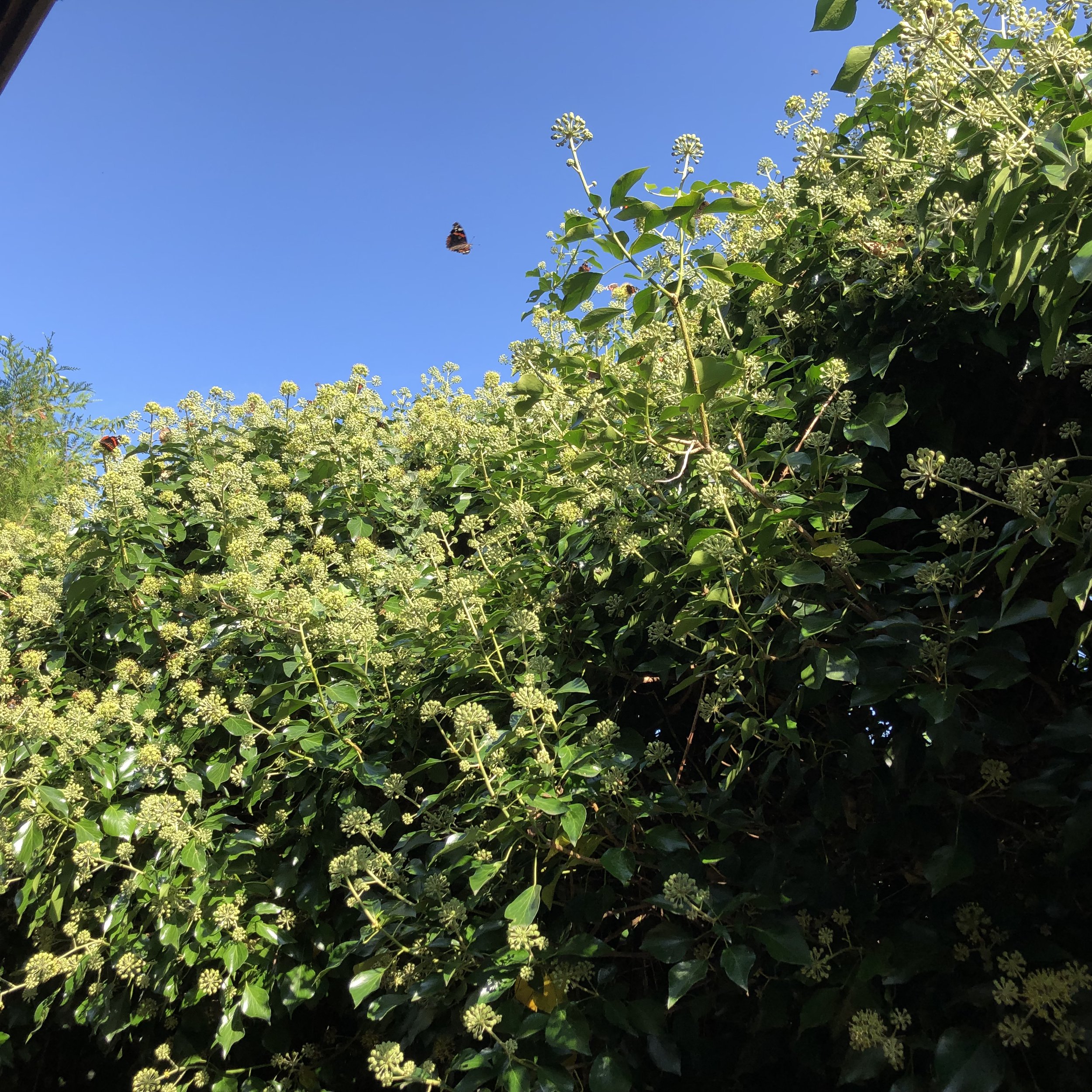 IMG_8990.jpeg