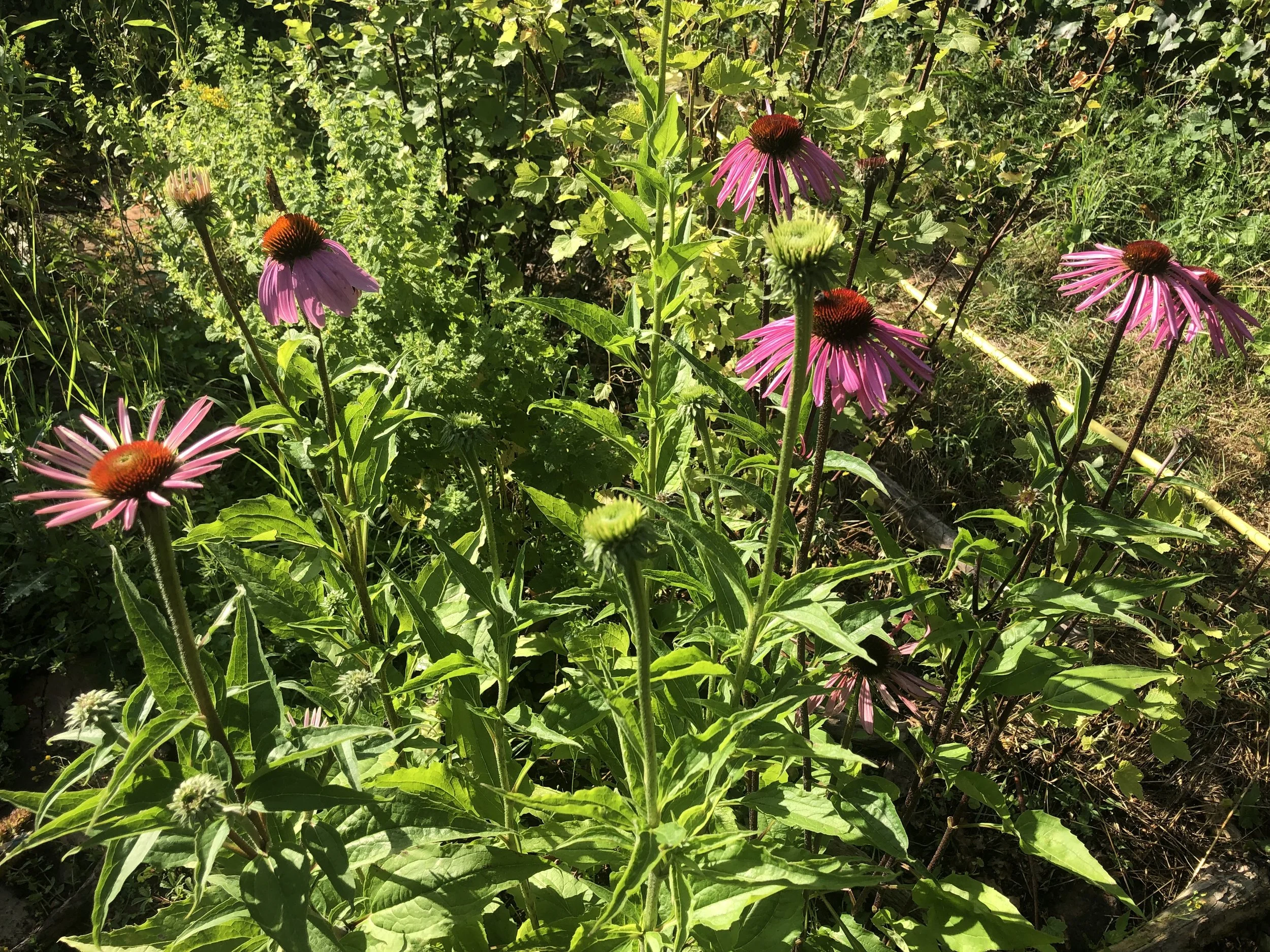 IMG_1190.jpeg