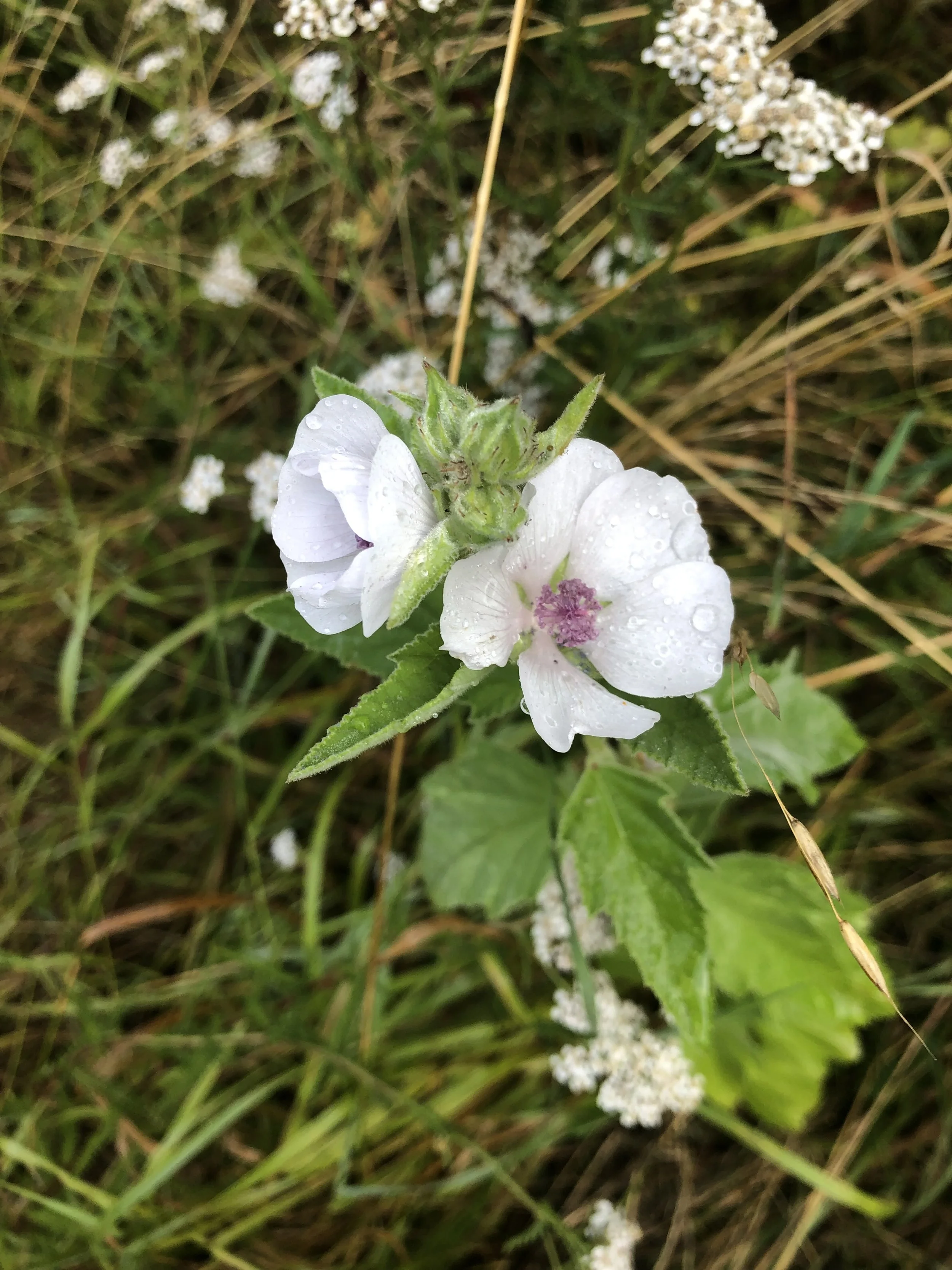 IMG_4266.jpeg