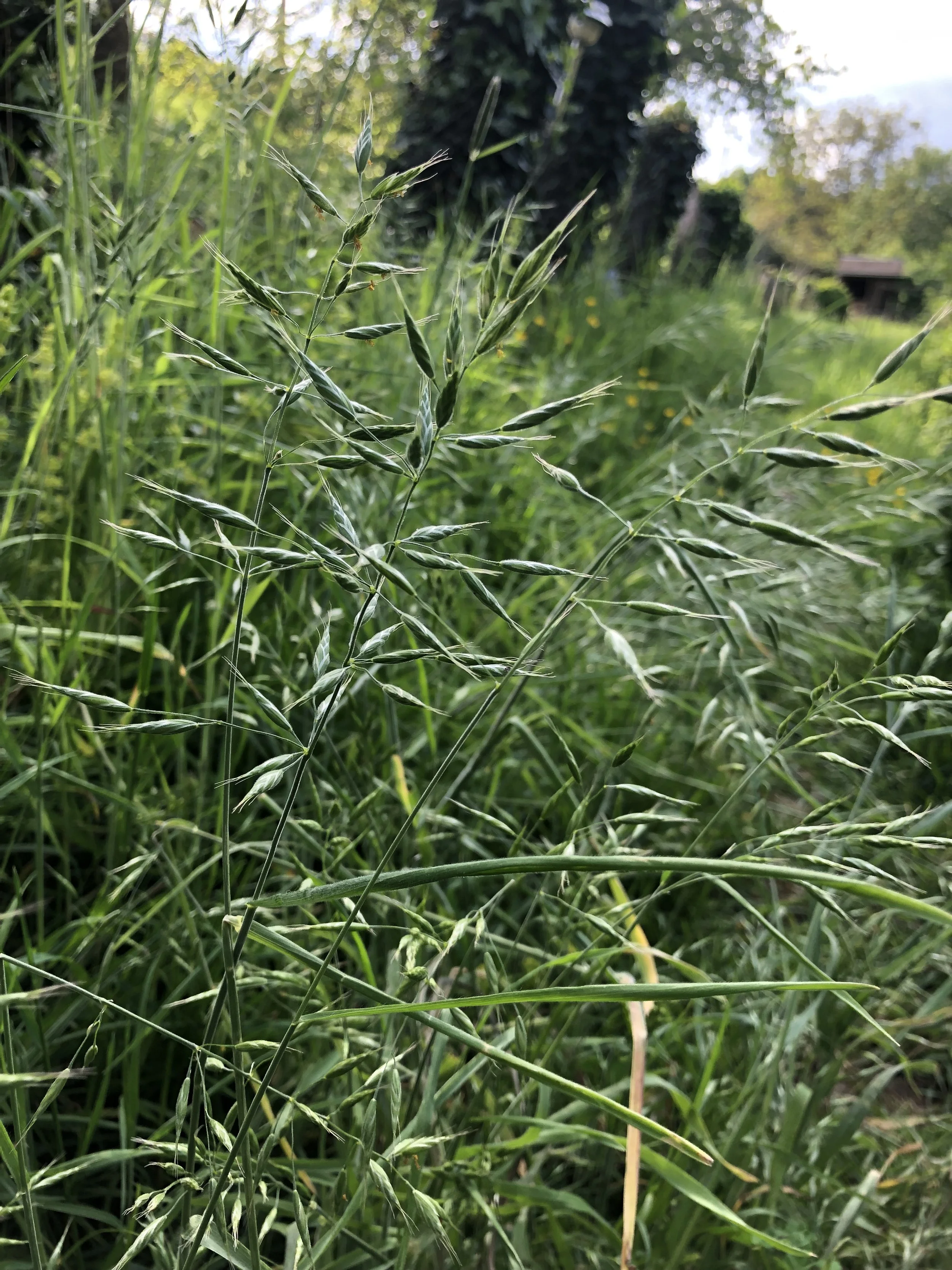 IMG_6007.jpeg