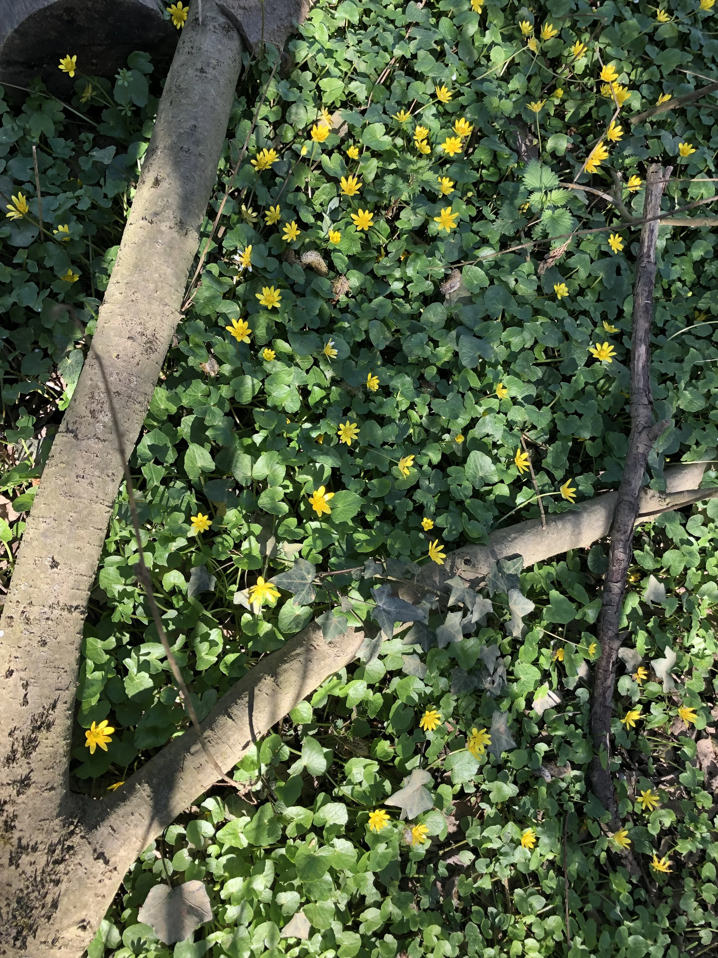 IMG_9365.jpeg
