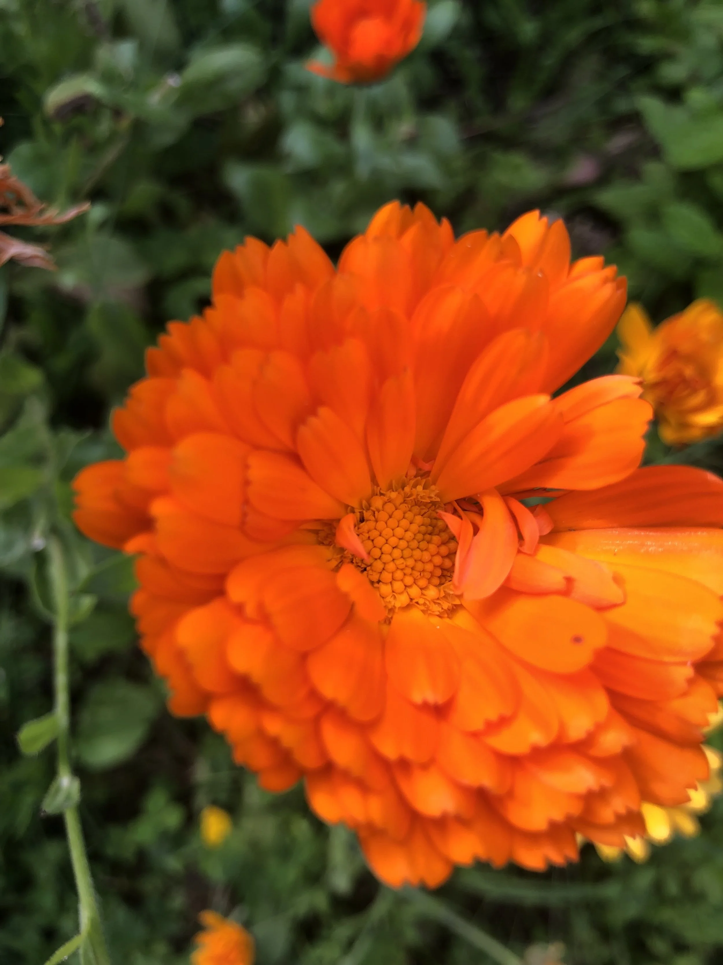 IMG_2936.jpeg
