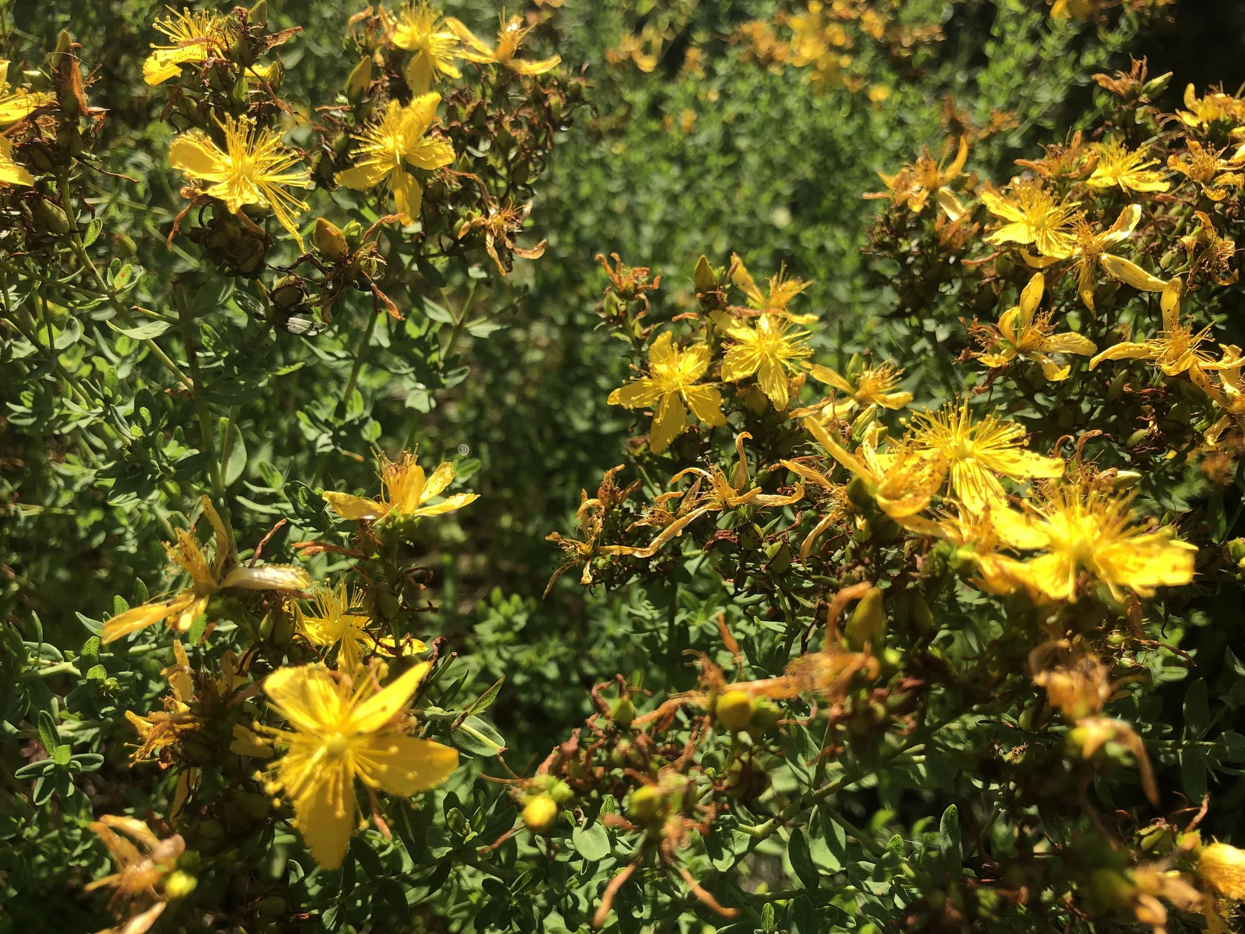 IMG_1207.jpeg