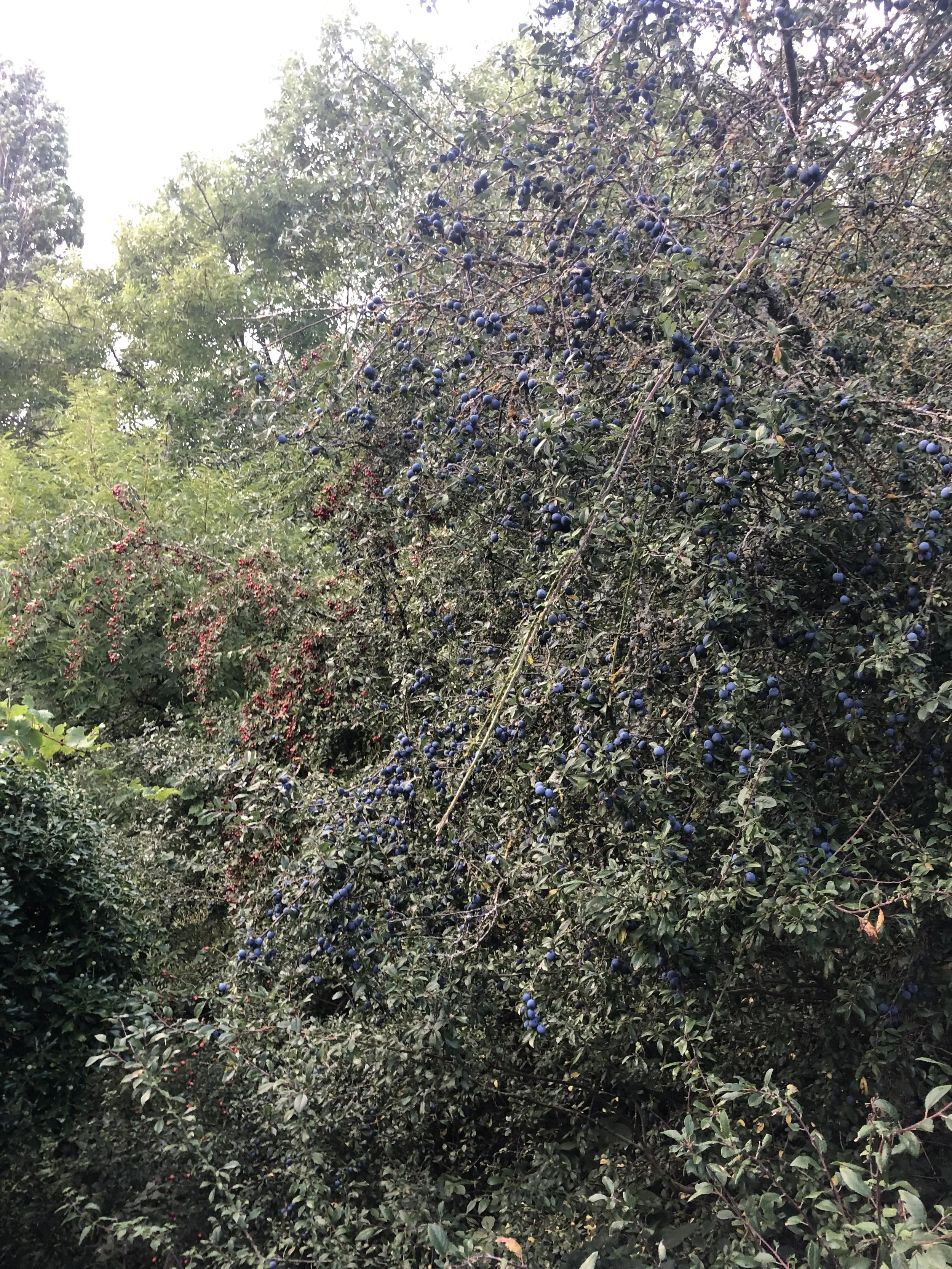 IMG_3575.jpeg