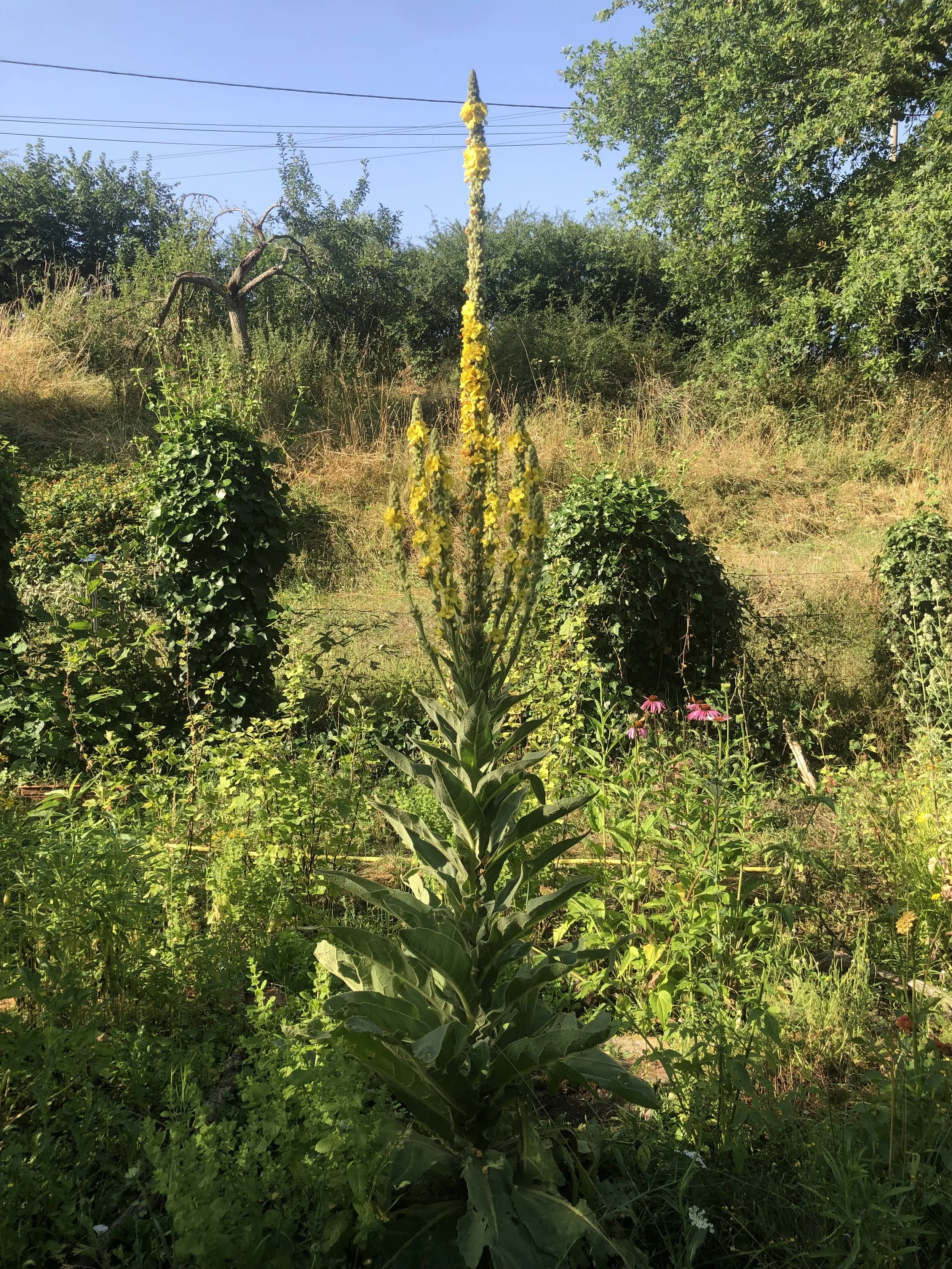 IMG_1211.jpeg