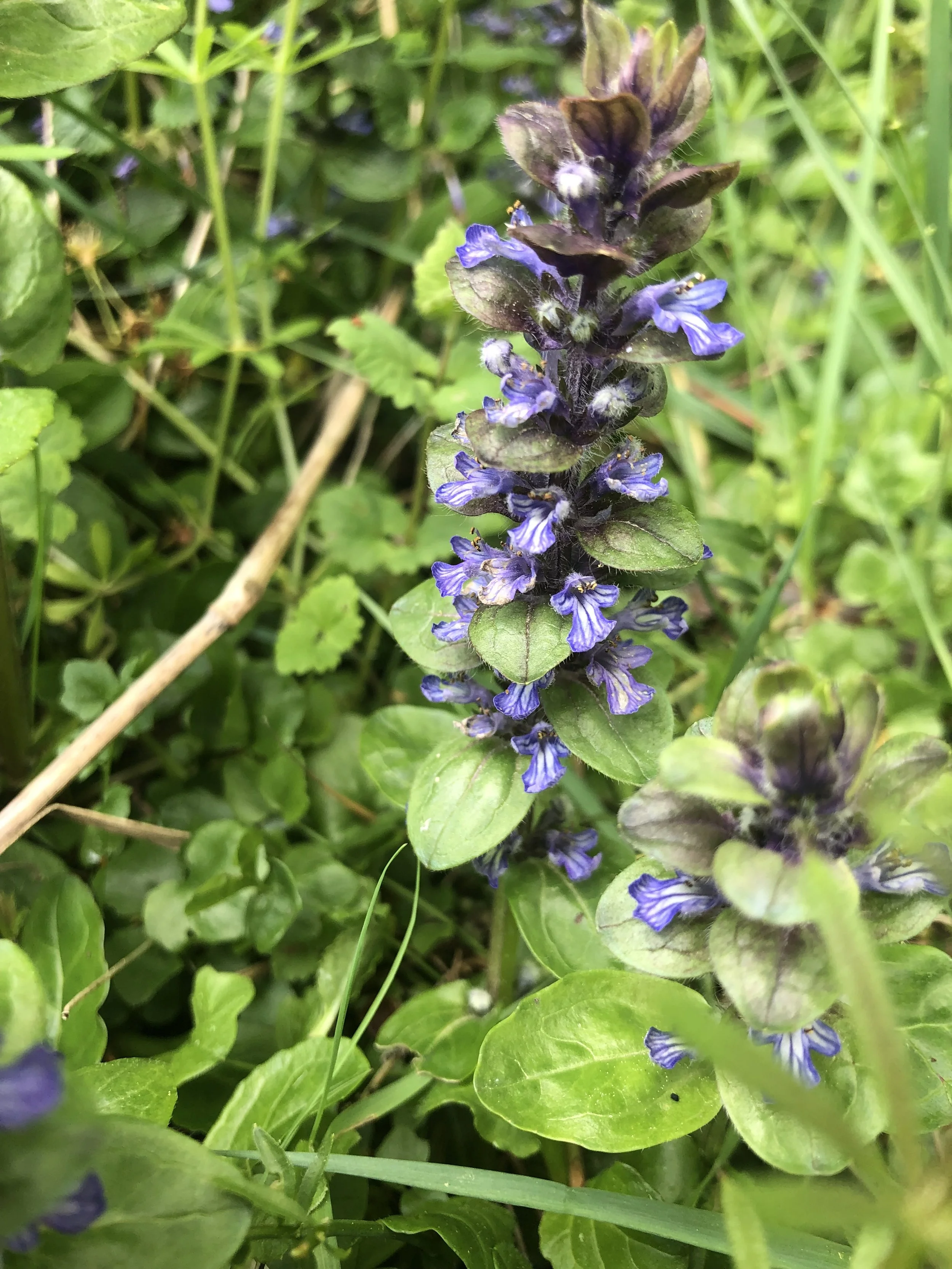 IMG_9891.jpeg