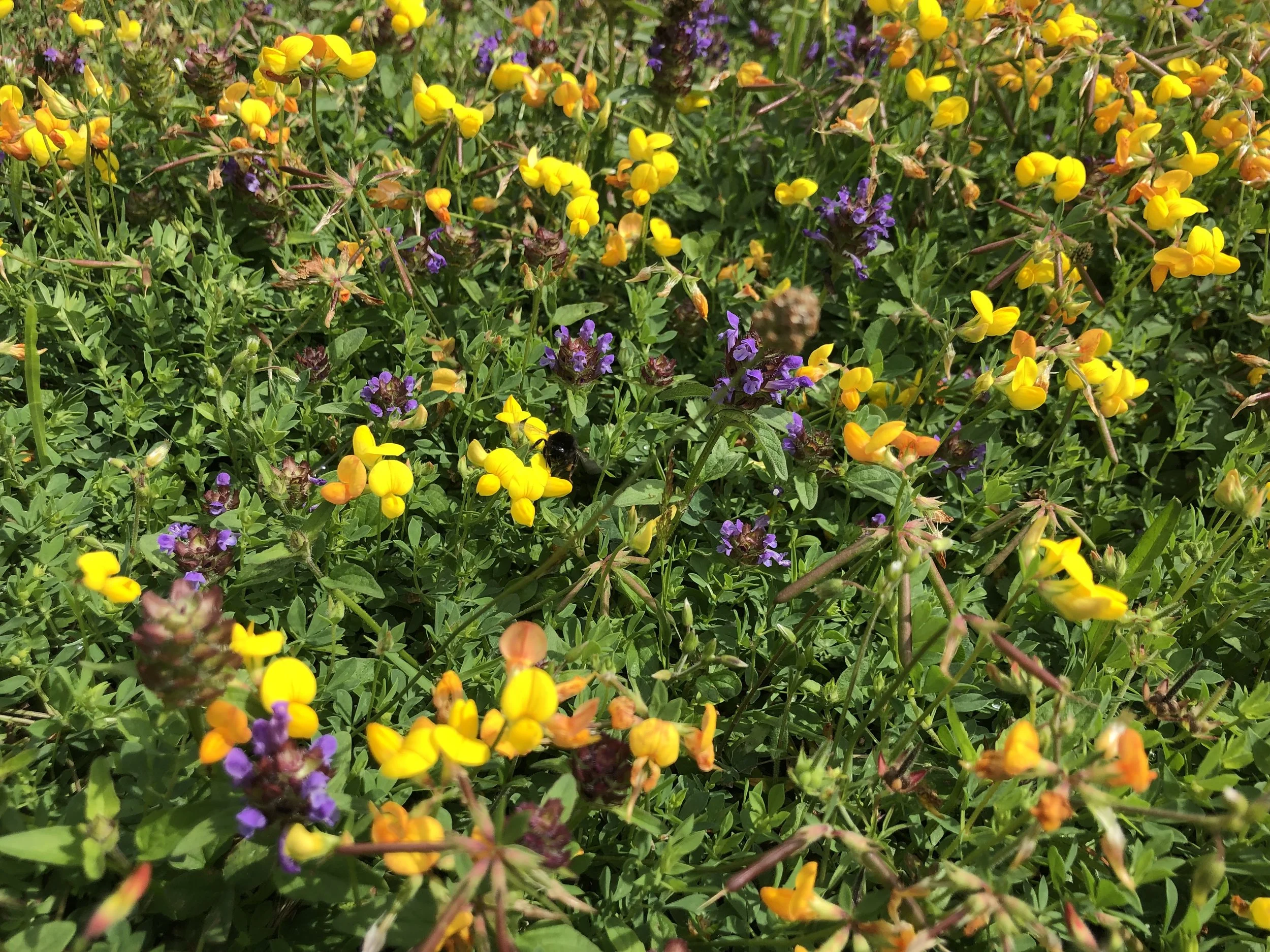 IMG_7959.jpeg