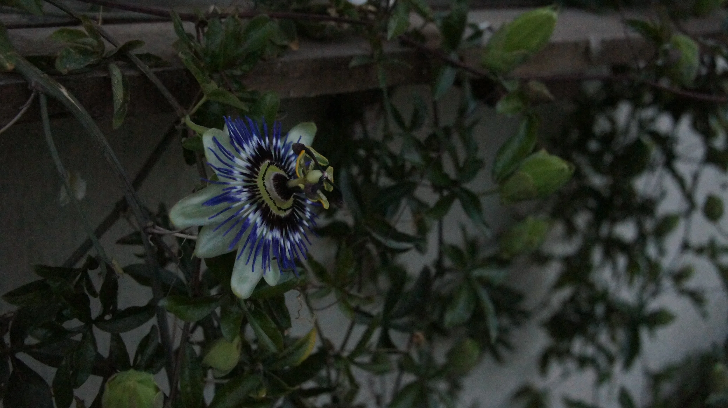 DSC00270.JPG