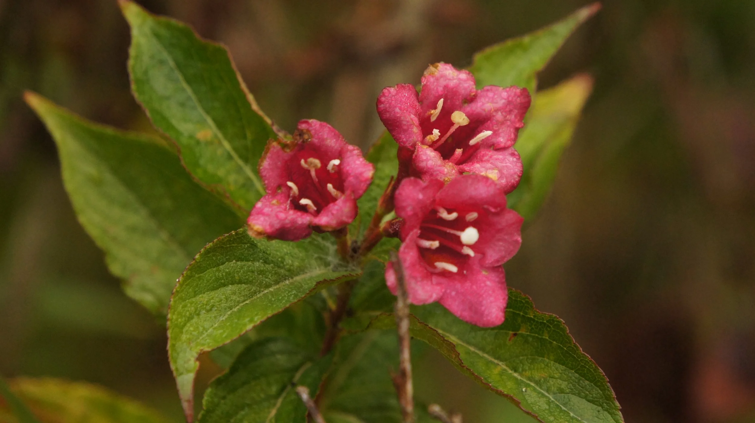DSC00656.JPG