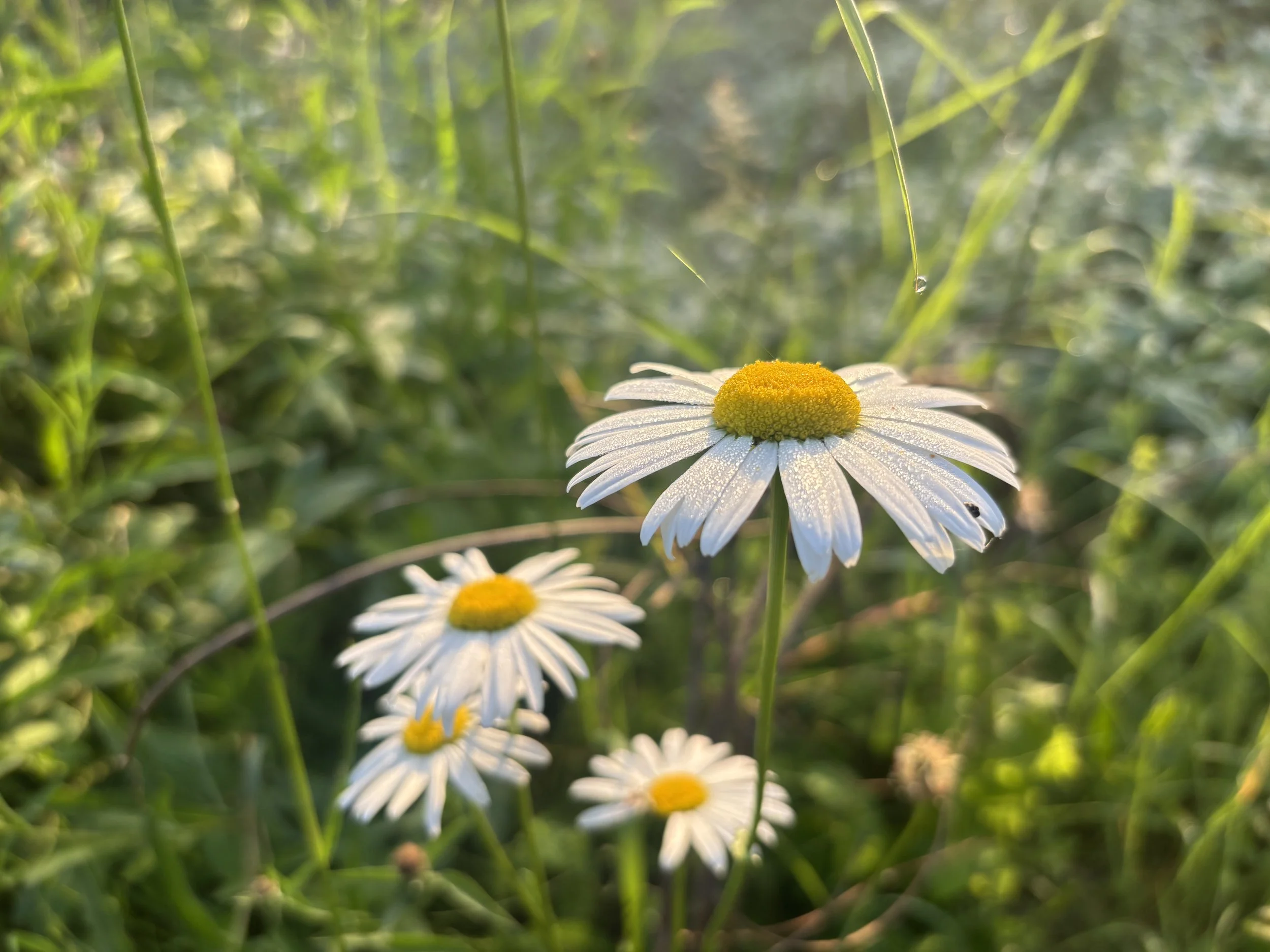IMG_0219.jpeg