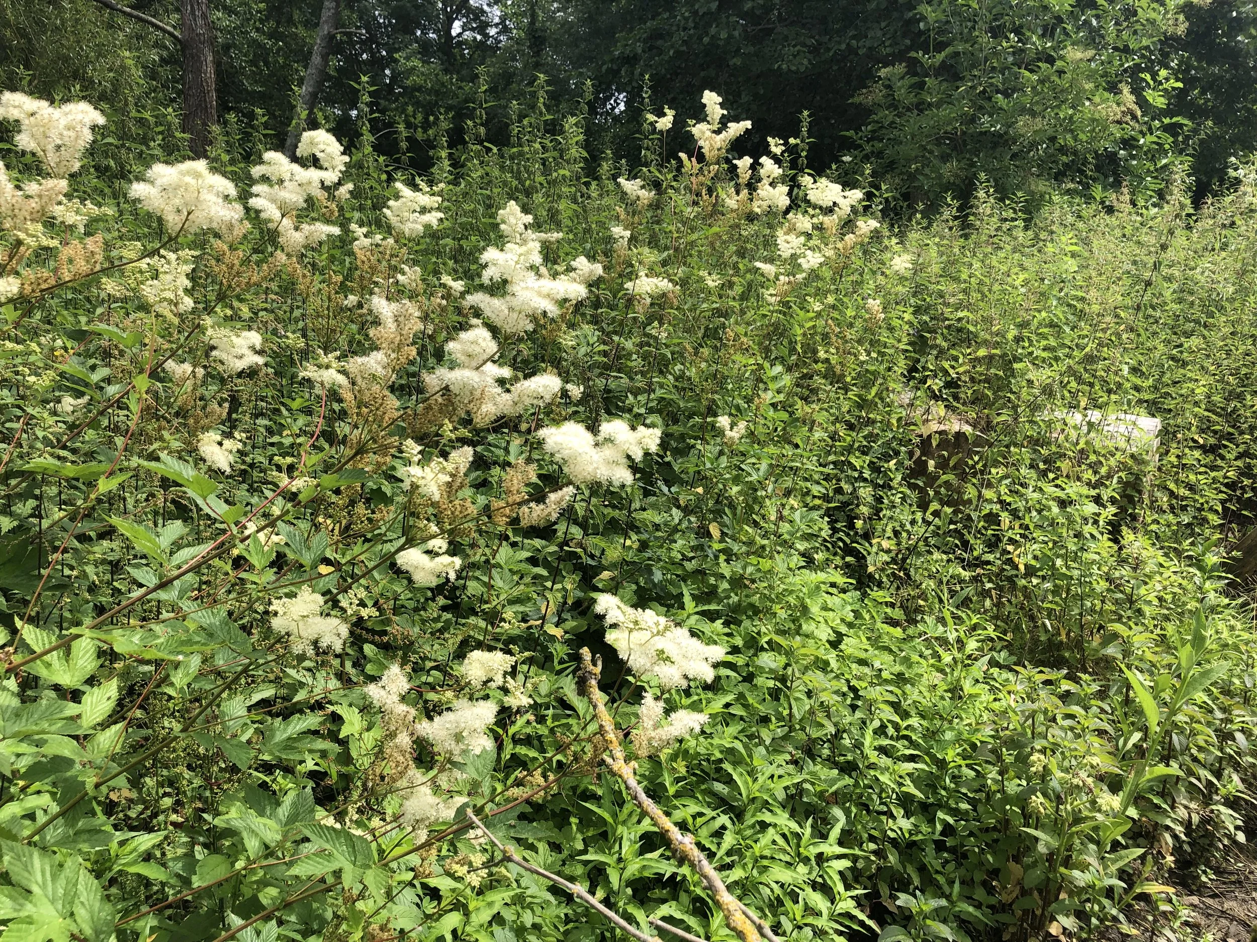 IMG_3410.jpeg