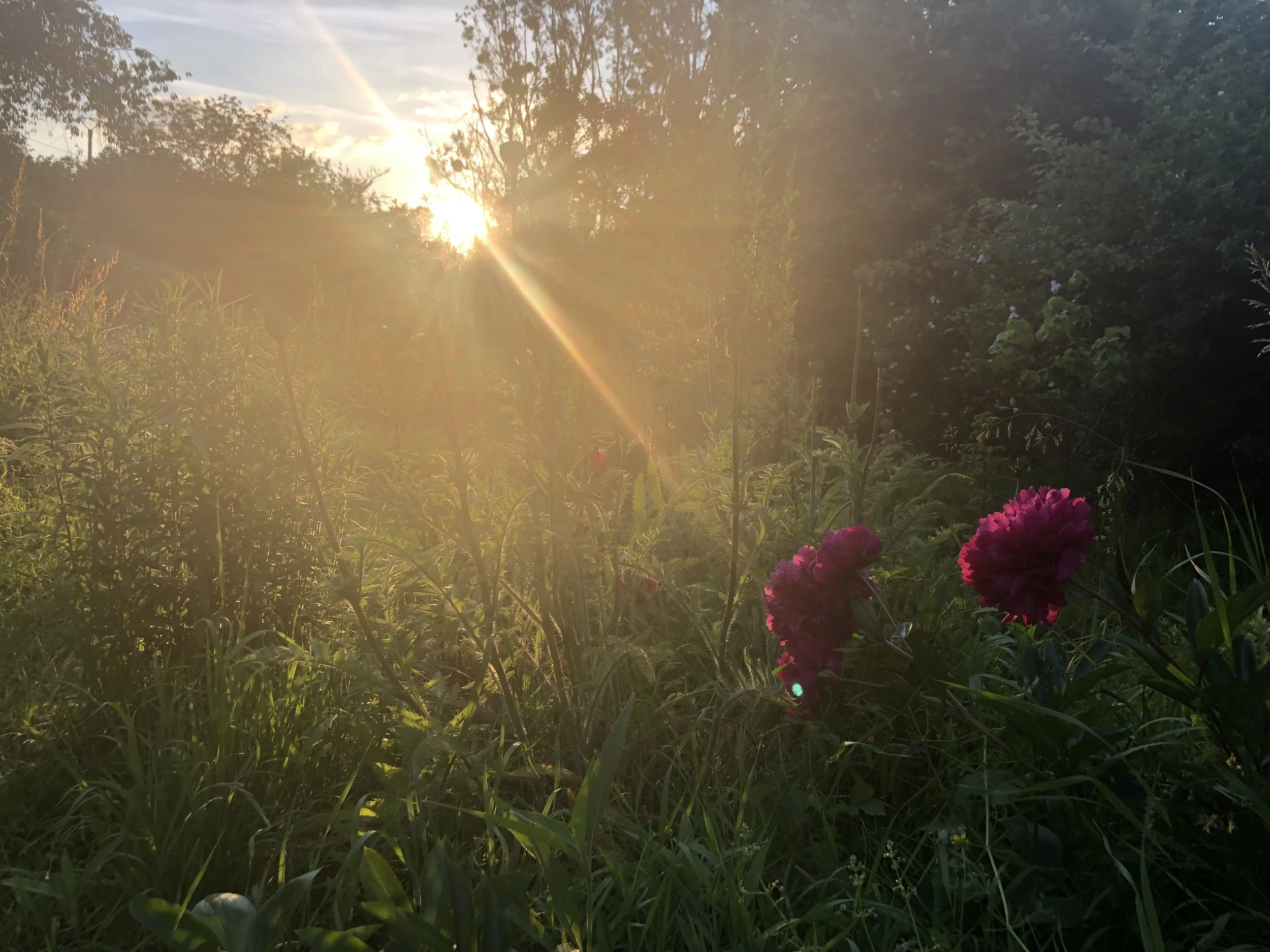 IMG_5289.jpeg